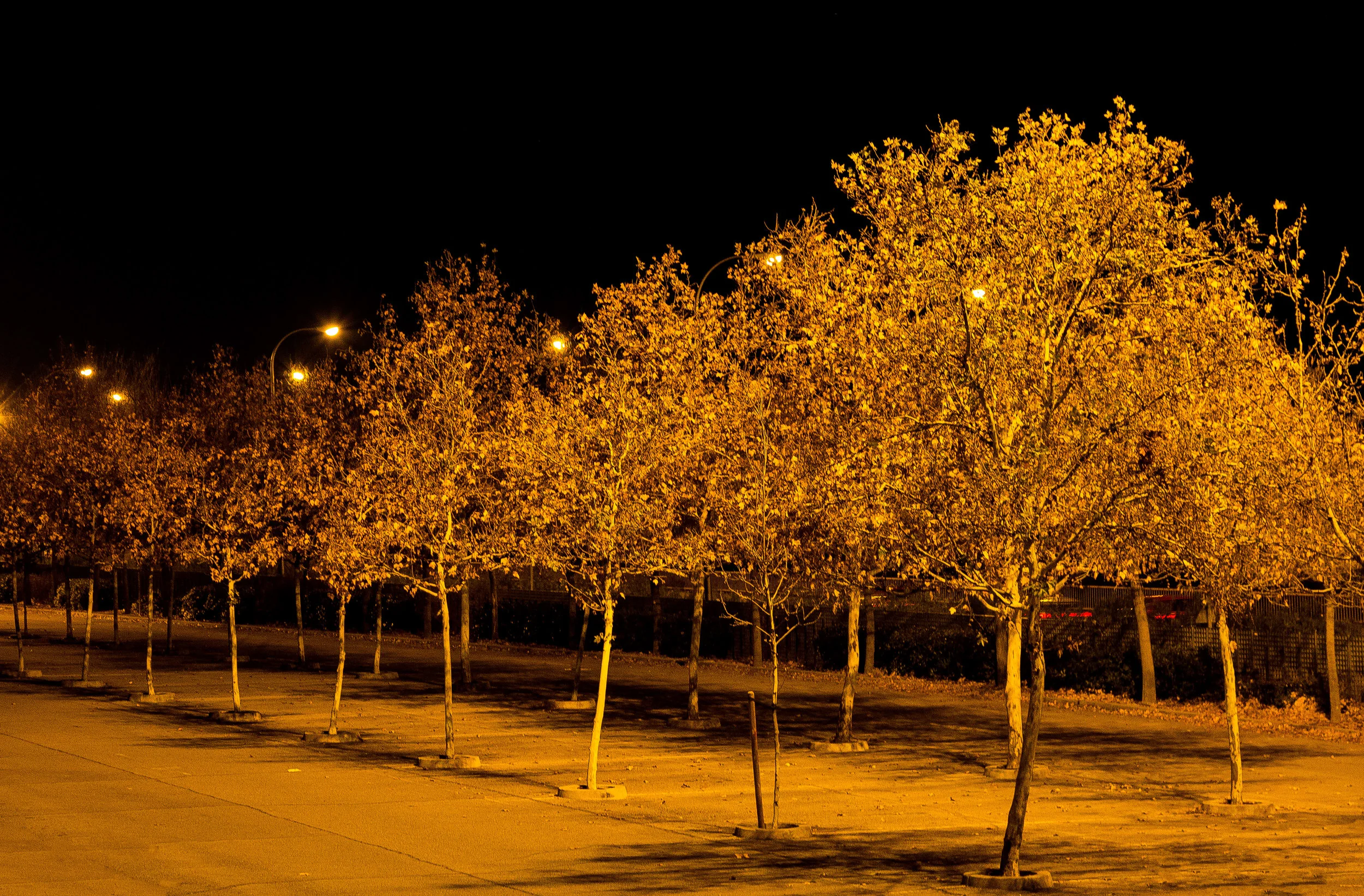 night trees-8348_MR.jpg