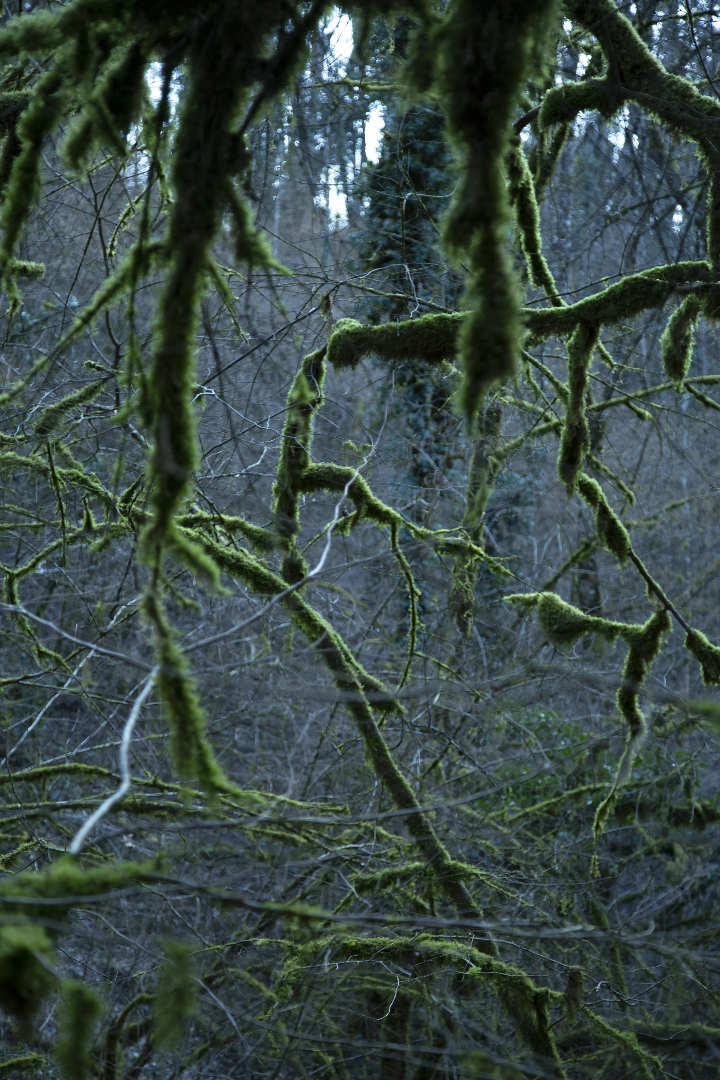 Forest as a living being