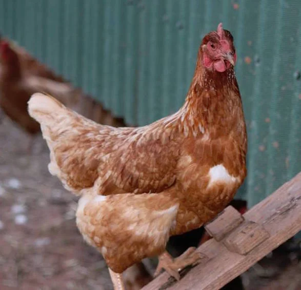 chicken.jpg