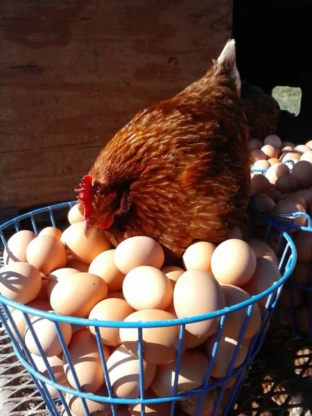 Pastured Poultry & Eggs Our broiler chickens and our laying hens spend their lives rotating through our pastures. They eat what nature offers, as well as non-GMO grain we provide to fully meet their needs. As a result, our chicken and egg products are far more nutritious than what you can find in any supermarket. And the difference will be very apparent when you eat them.