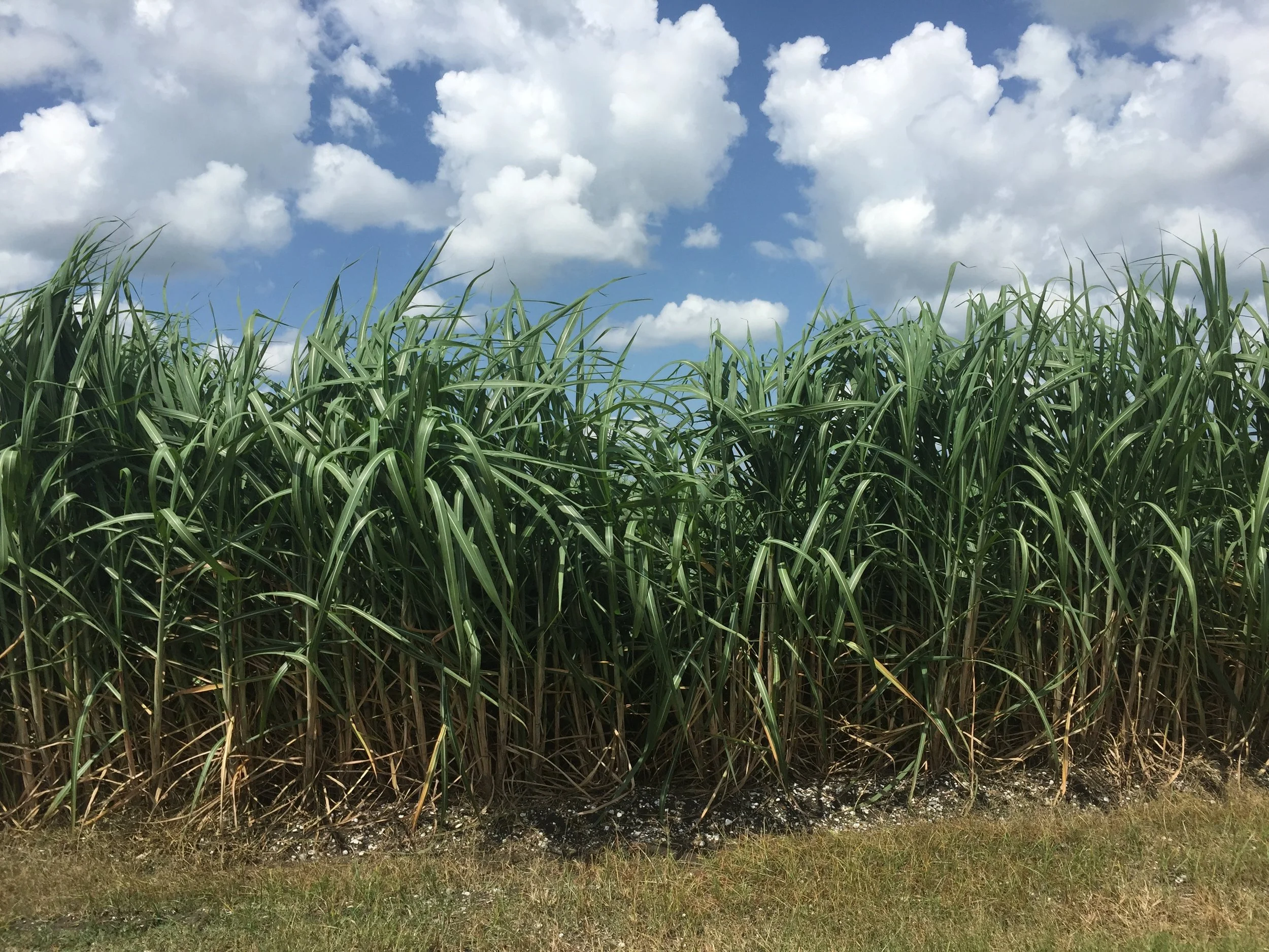 Rum Distillery & Cocktail Bar in DC's Union Market District — Cotton & Reed