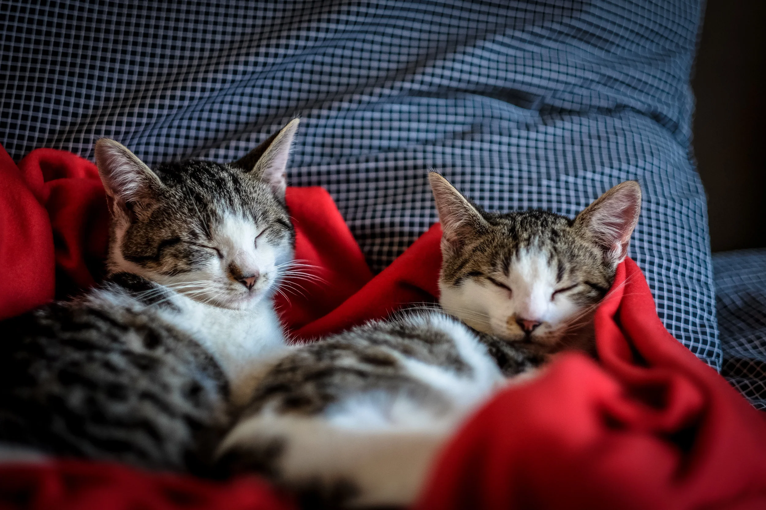 Scott Systems is Keeping You and Your Pets Comfy