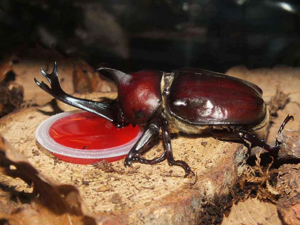 Japanese-Rhinoceros-Beetle-1.jpg