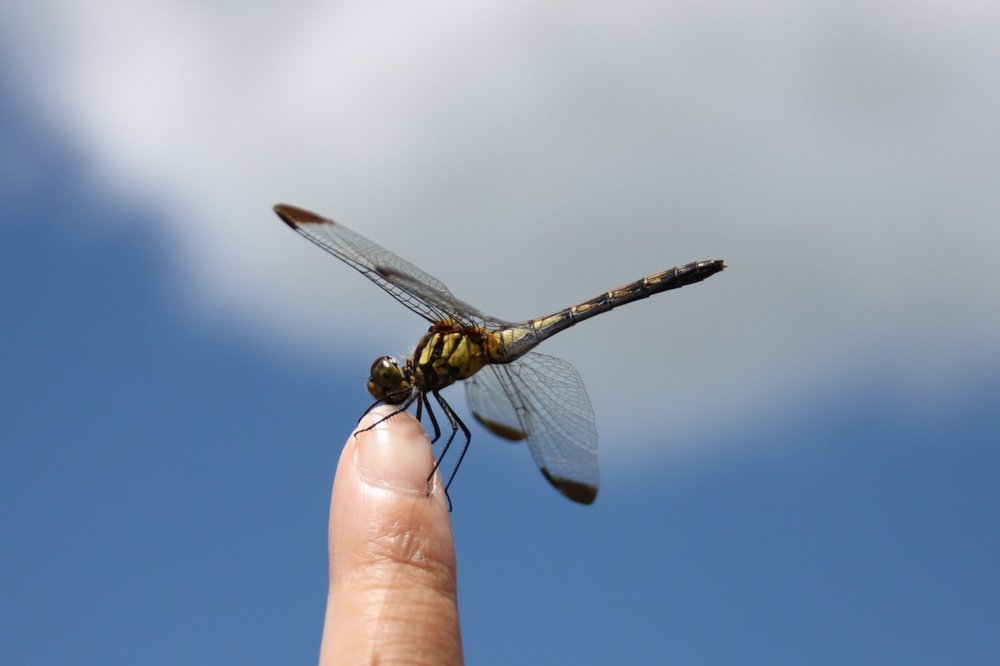 dragonfly_iwate_blue_sky_insect_blue_summer_vacation_japan-1334130.jpg!d.jpeg