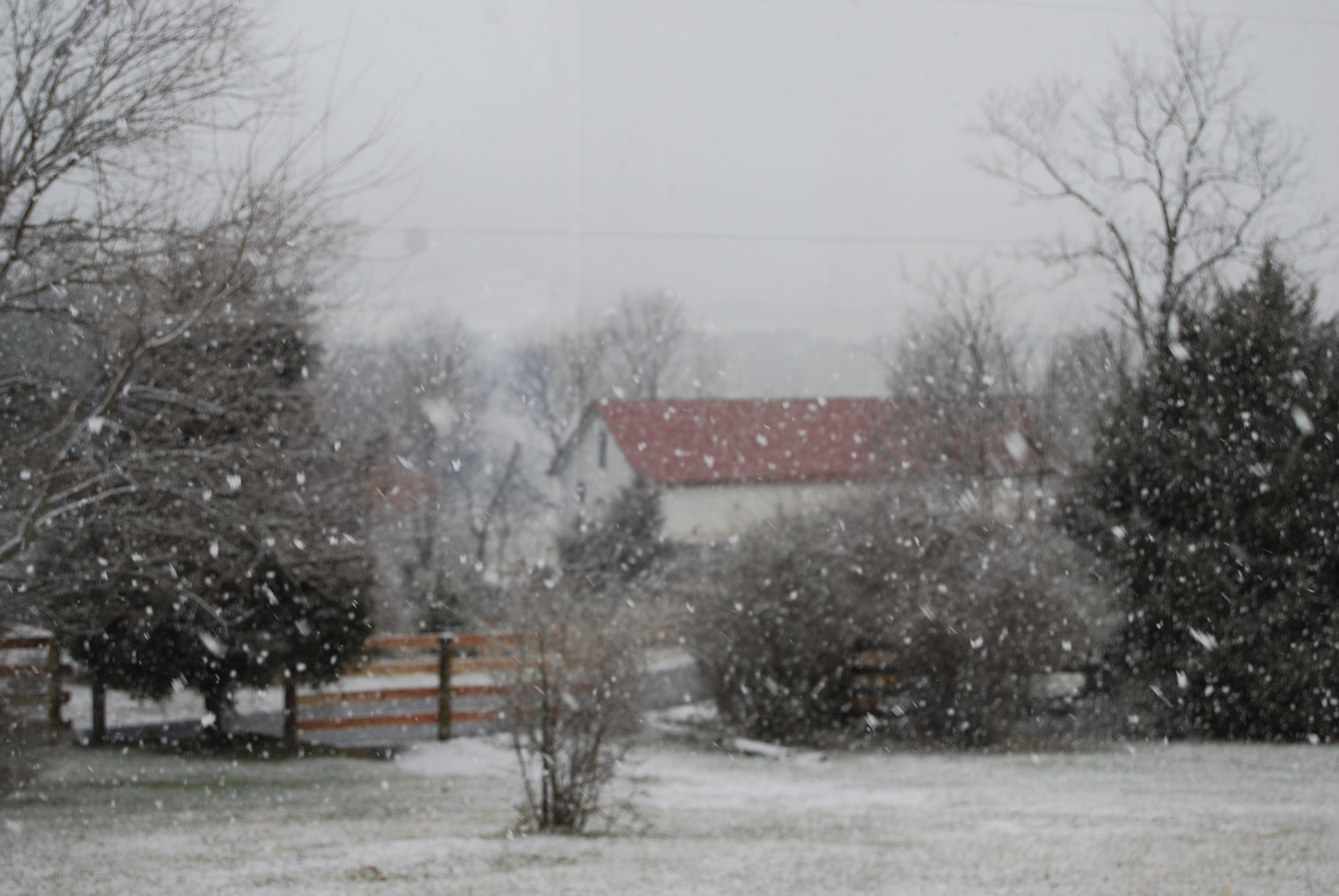 Hopkins Grove with snowflakes.JPG