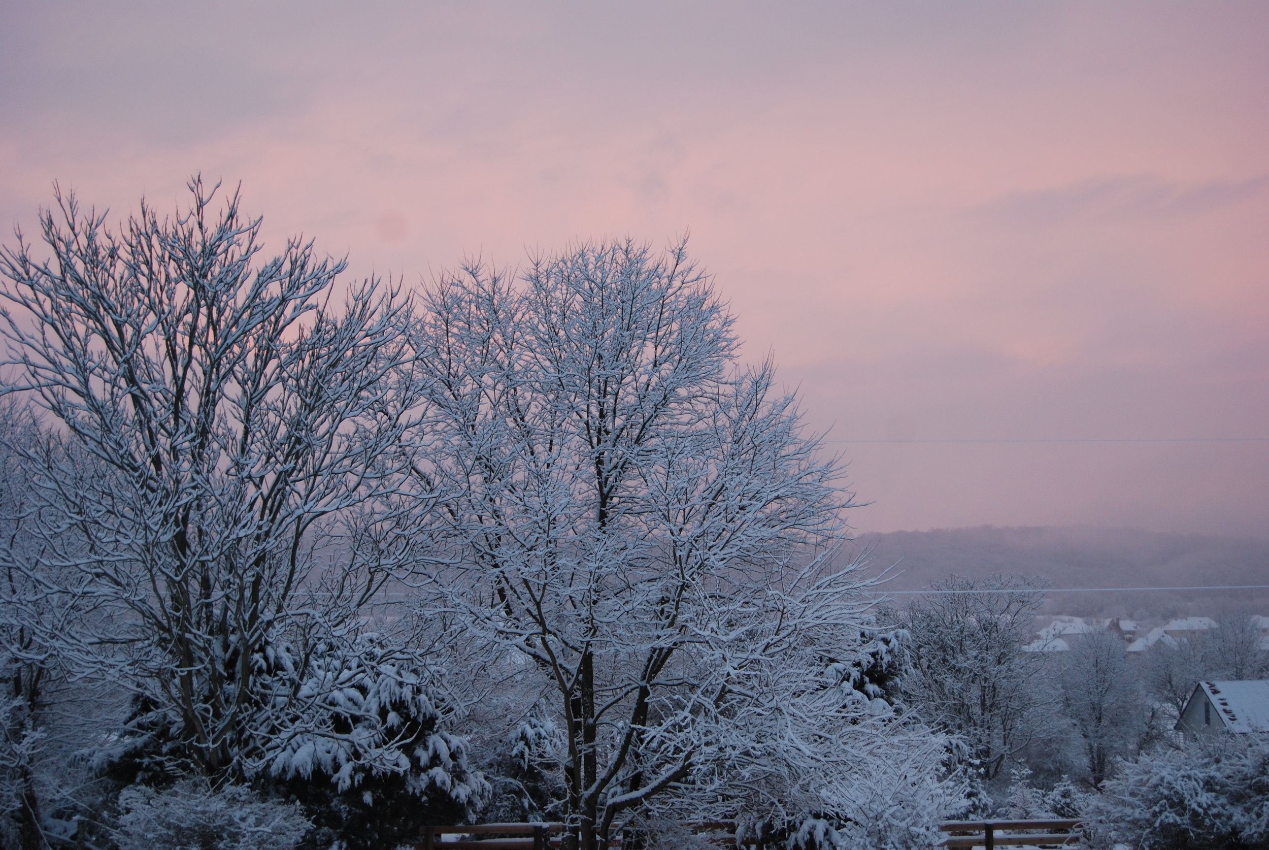 Trees with snow and sunsest.JPG