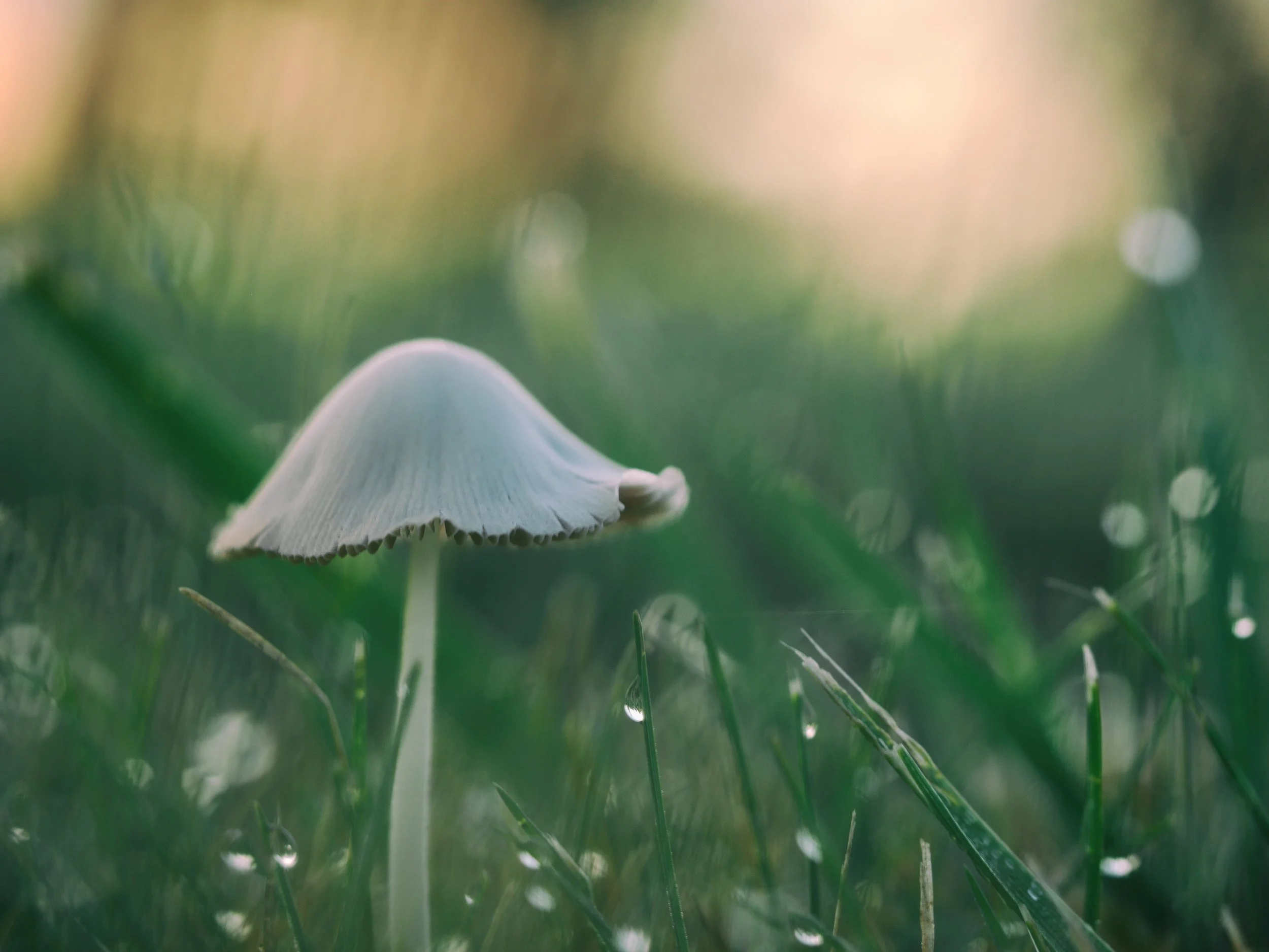 DewMushroom.jpg
