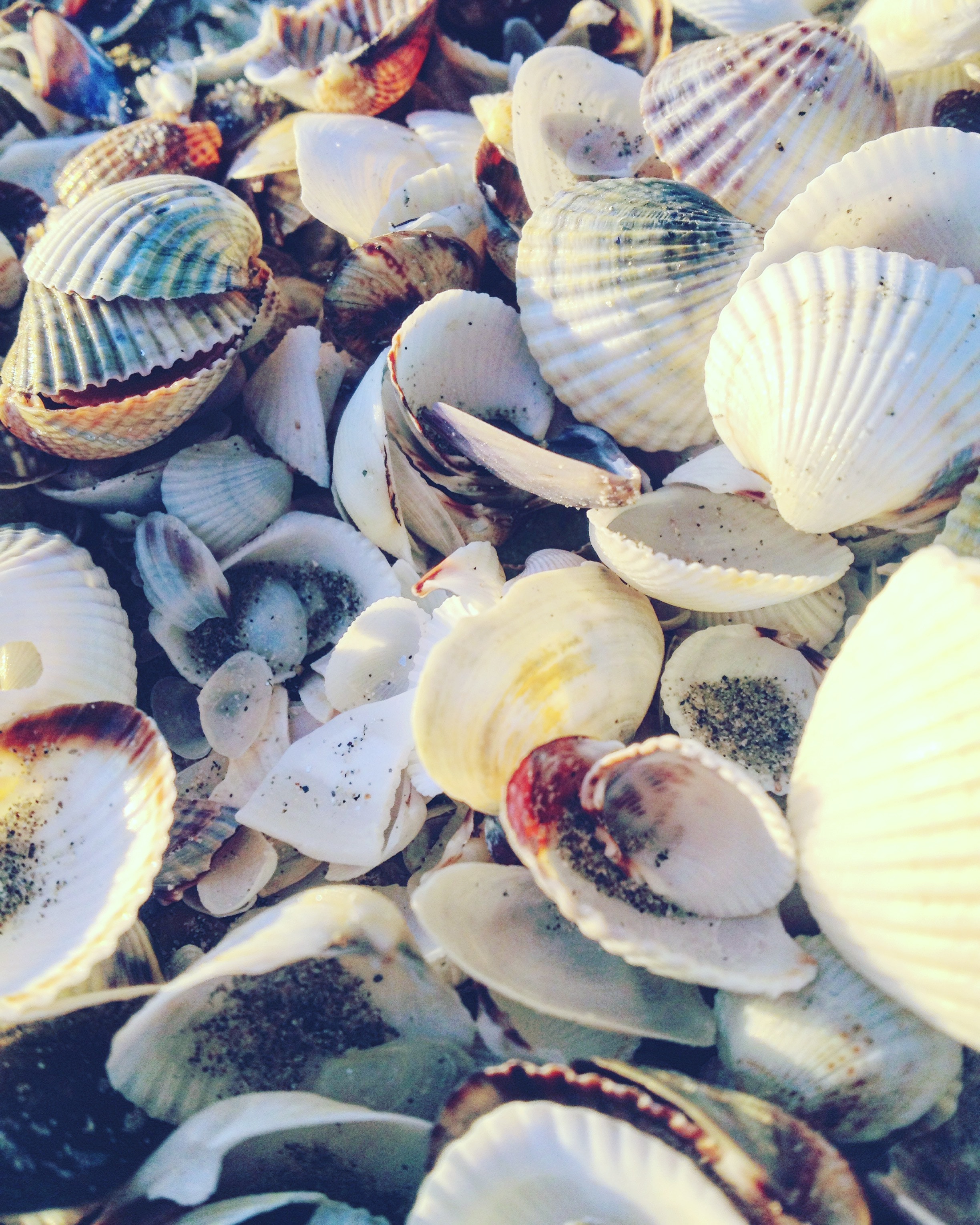 Shells.jpg