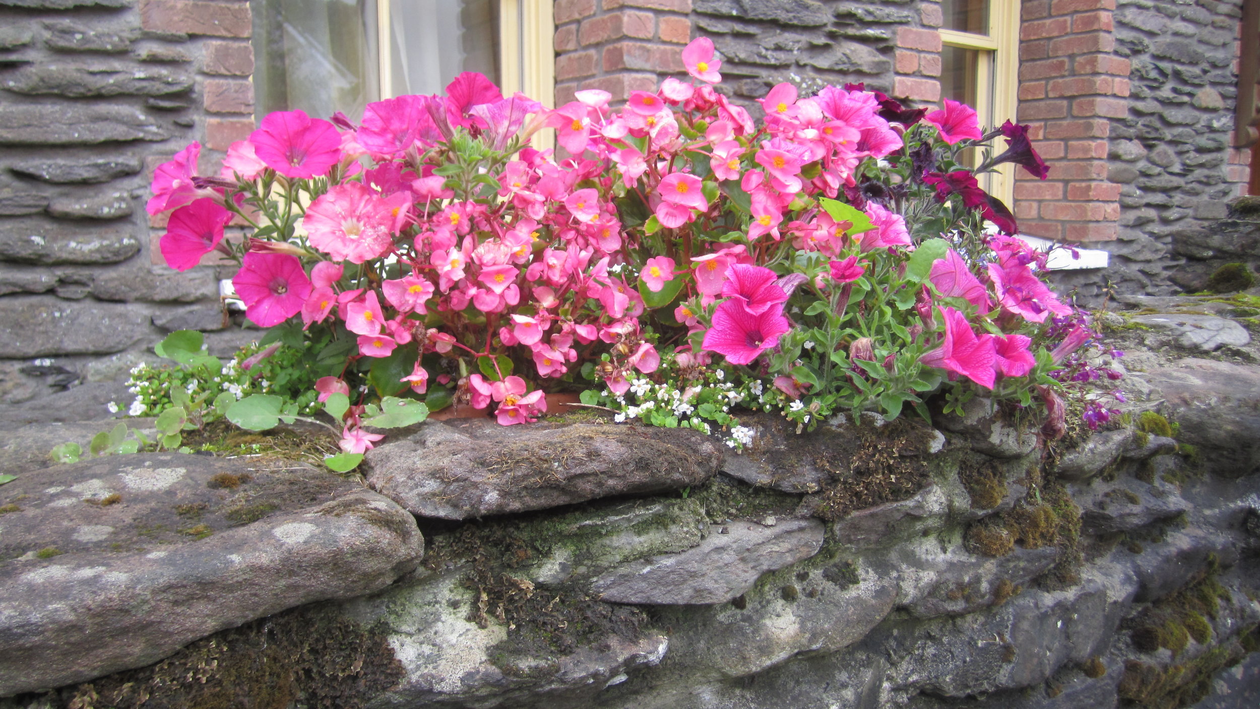 Saturday July 15 2017 Dingle