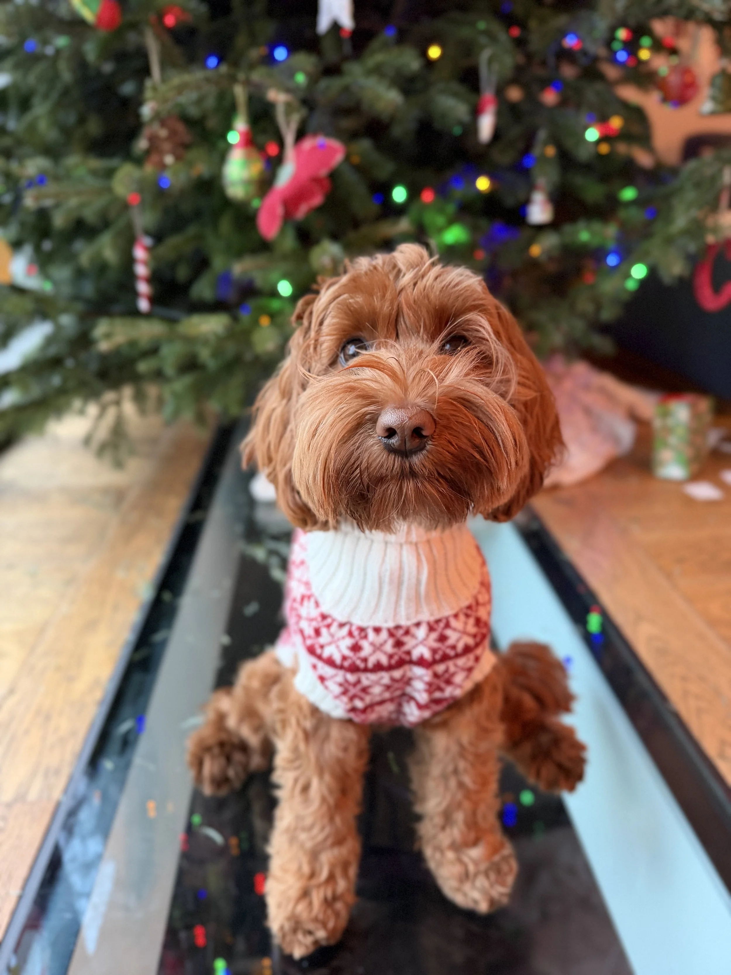 Photo Dec 25 2025, 9 22 18 AM.jpg