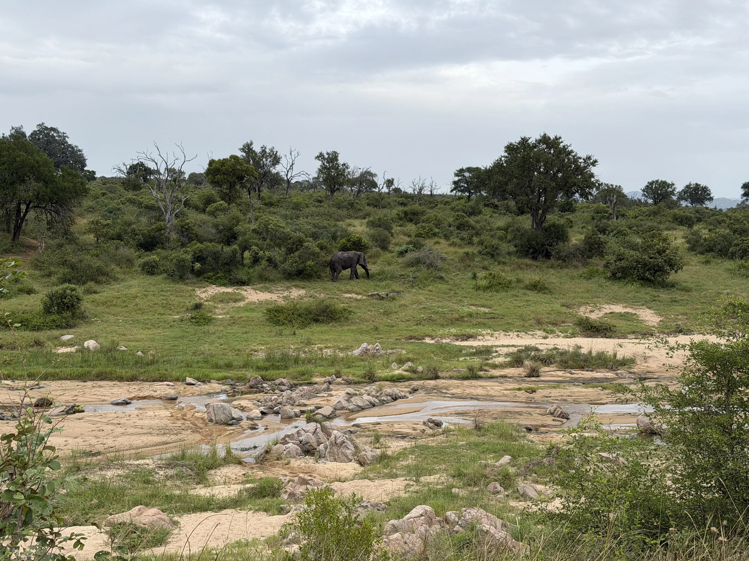  Tap Tap, the blind elephant is in the background across the Mlambane River. This is Jeri’s view. 