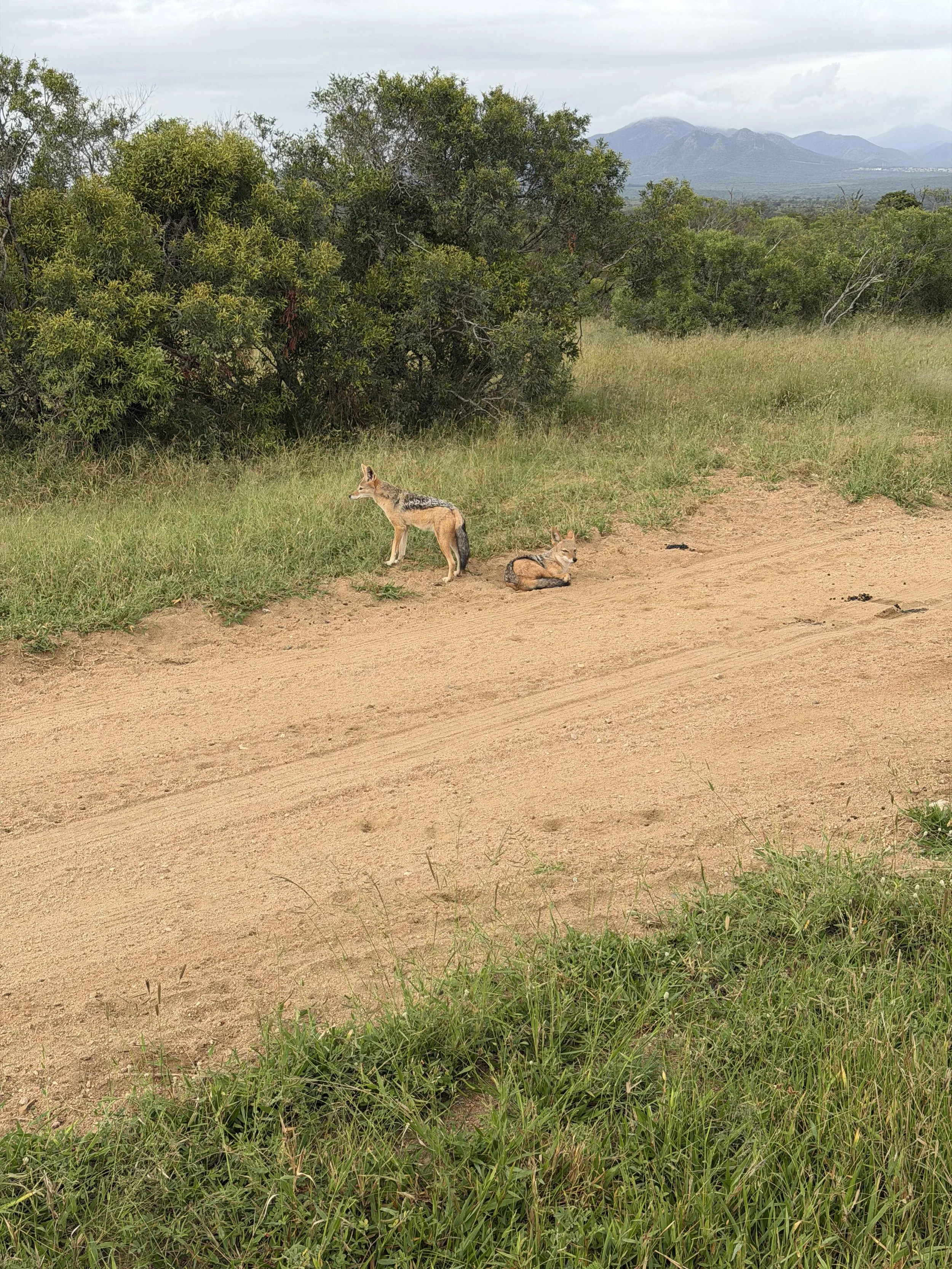  Jackals lounging in the road 