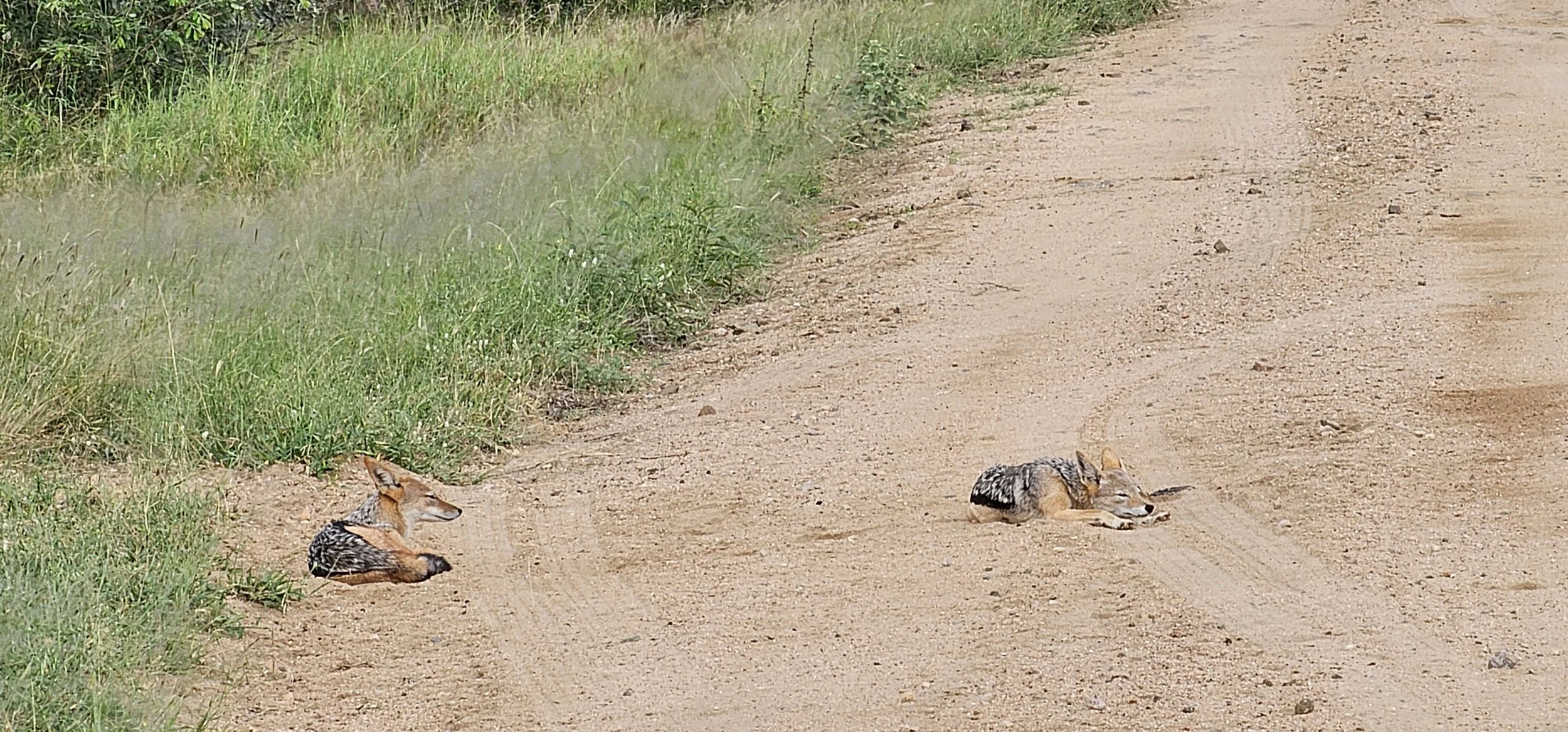  Jackals lounging in the road 
