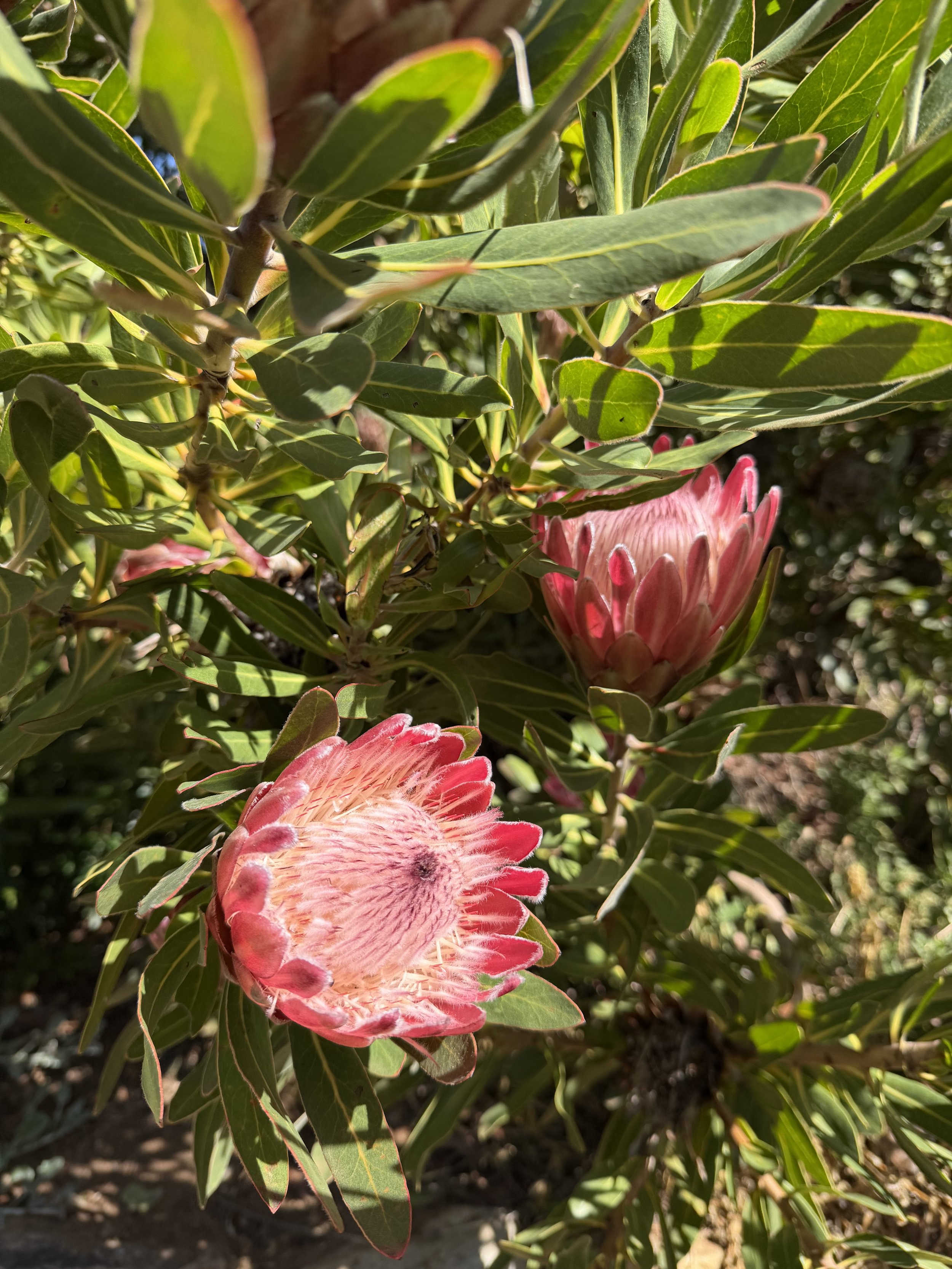   Kirstenbosch Botanical Gardens. 