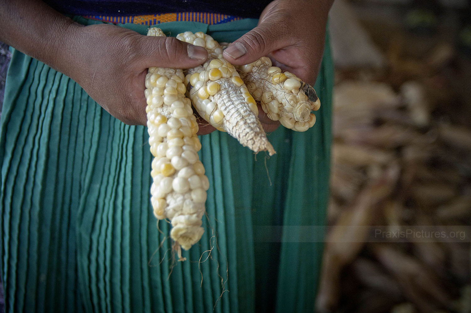 CRISANTA - “The crops were much better before,” says Crisanta holding up some of the corn her family harvested this year in San Miguel Ixtahuacan, Guatemala, “but since the mine came, they don’t come out the same anymore. They do not grow properly now. We haven’t had a good harvest for about three years. Even the crops that we do harvest, we cannot sell. As soon as people find out that we are from San Miguel, they don’t want to buy from us because they say it’s all contaminated.”