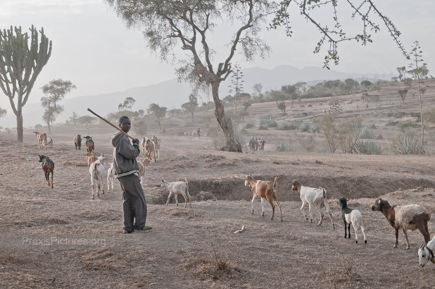 SEARCHING FOR WATER AND PASTURES - What little remains of the communities' livestock are on the move everyday to find grazing land and water.