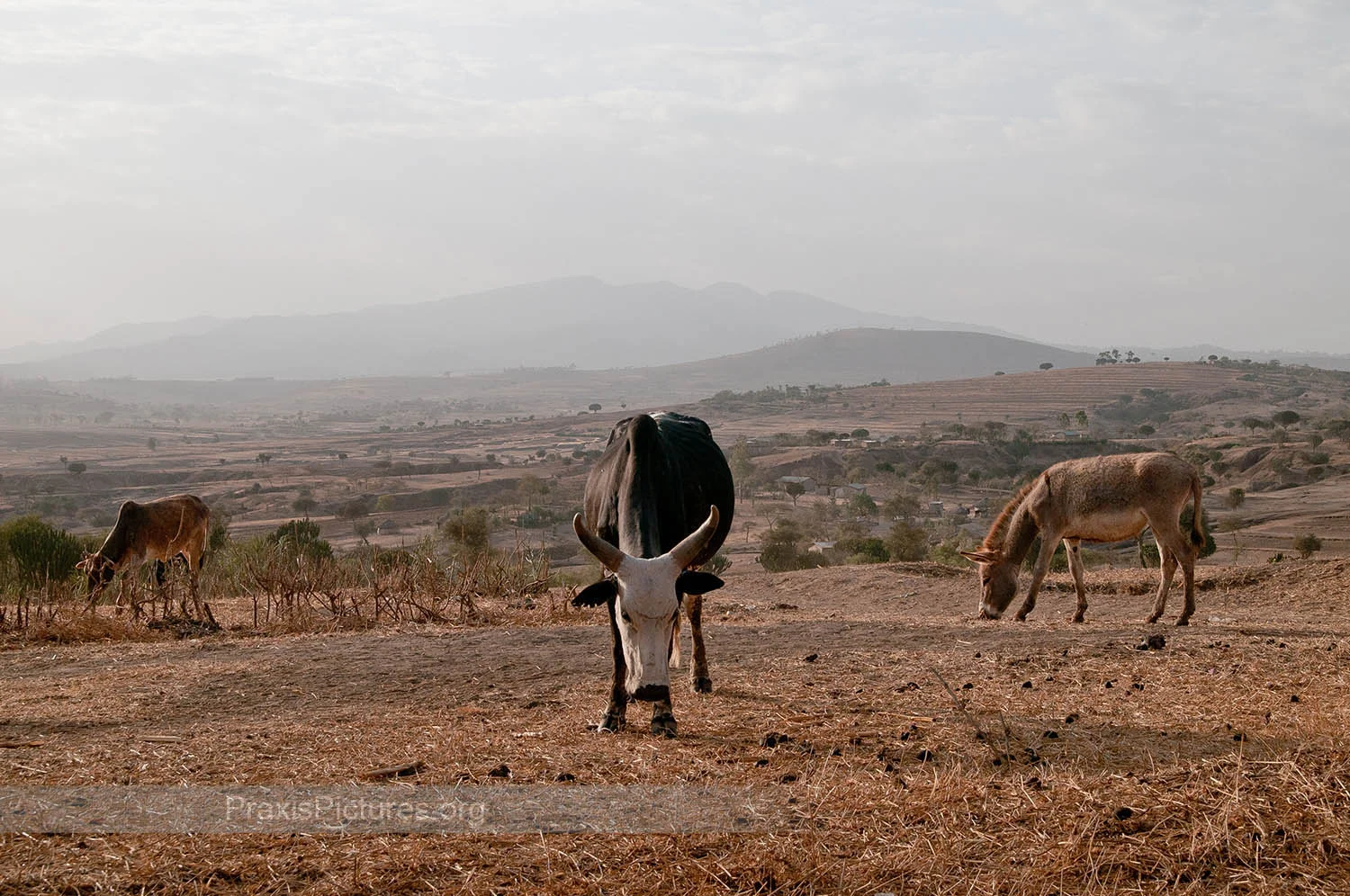Traditionally, the Masai measure their wealth and well-being by their land and their livestock. But both are dying so the Ngorbob elders say: "we don't even feel like Maisai anymore, the climate changes have destroyed us."