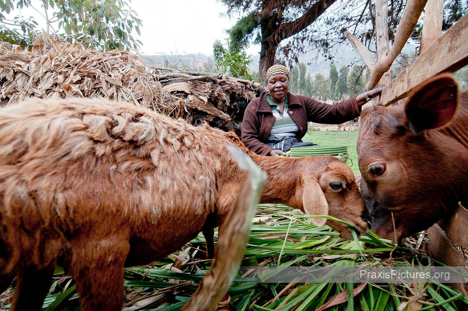Bilihusi is a VICOBA member in Lushoto who has taken out loans to invest in her farm. She raises goats and a cow and sells beans and potatoes in the Lushoto market. She is now able to grow all the food she needs to provide for her family of five.