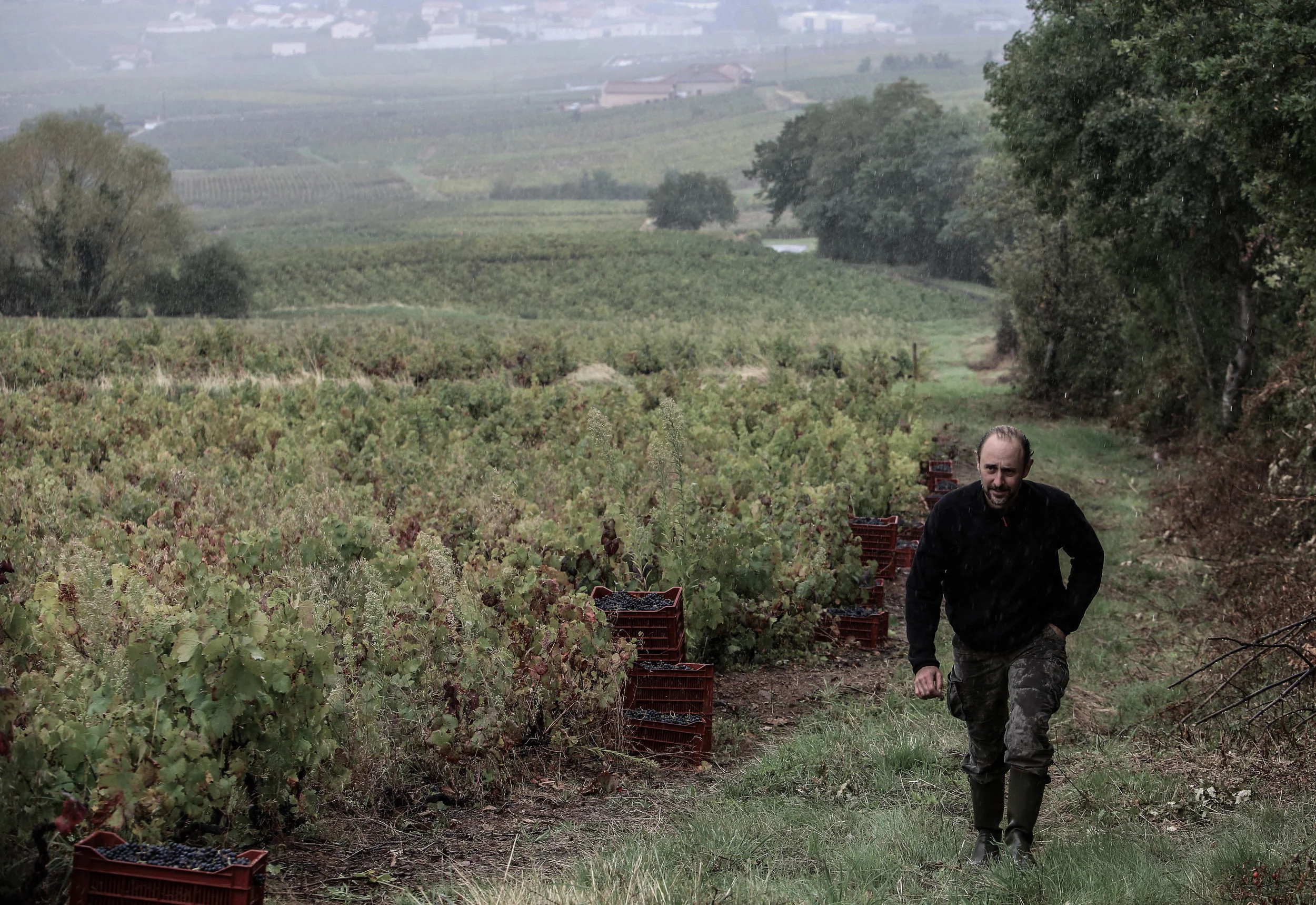 David in the Juliénas parcel “Côte de Bessay” in 2017 (Photo by Susannah Ireland)