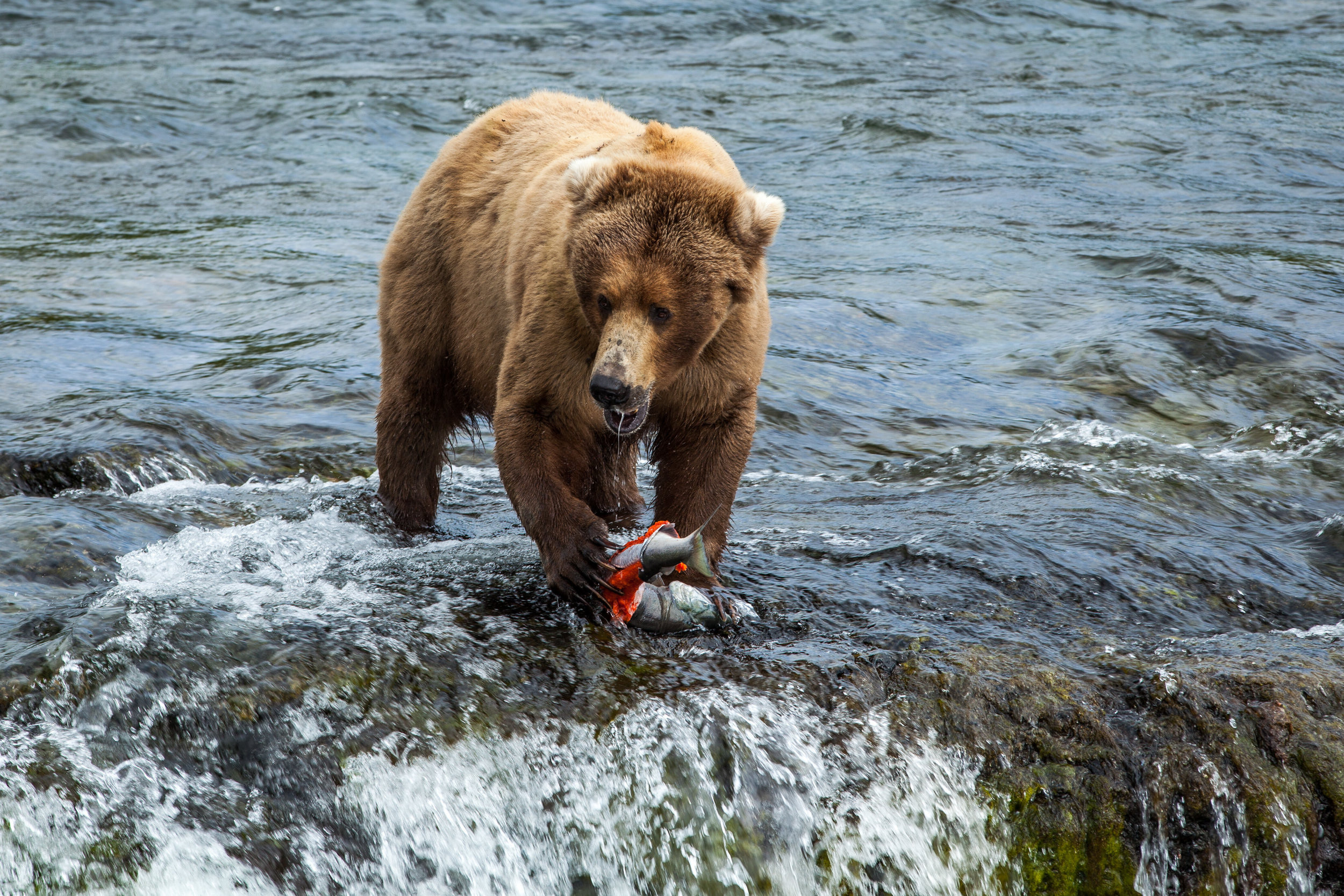 Медведь охотится на рыбу