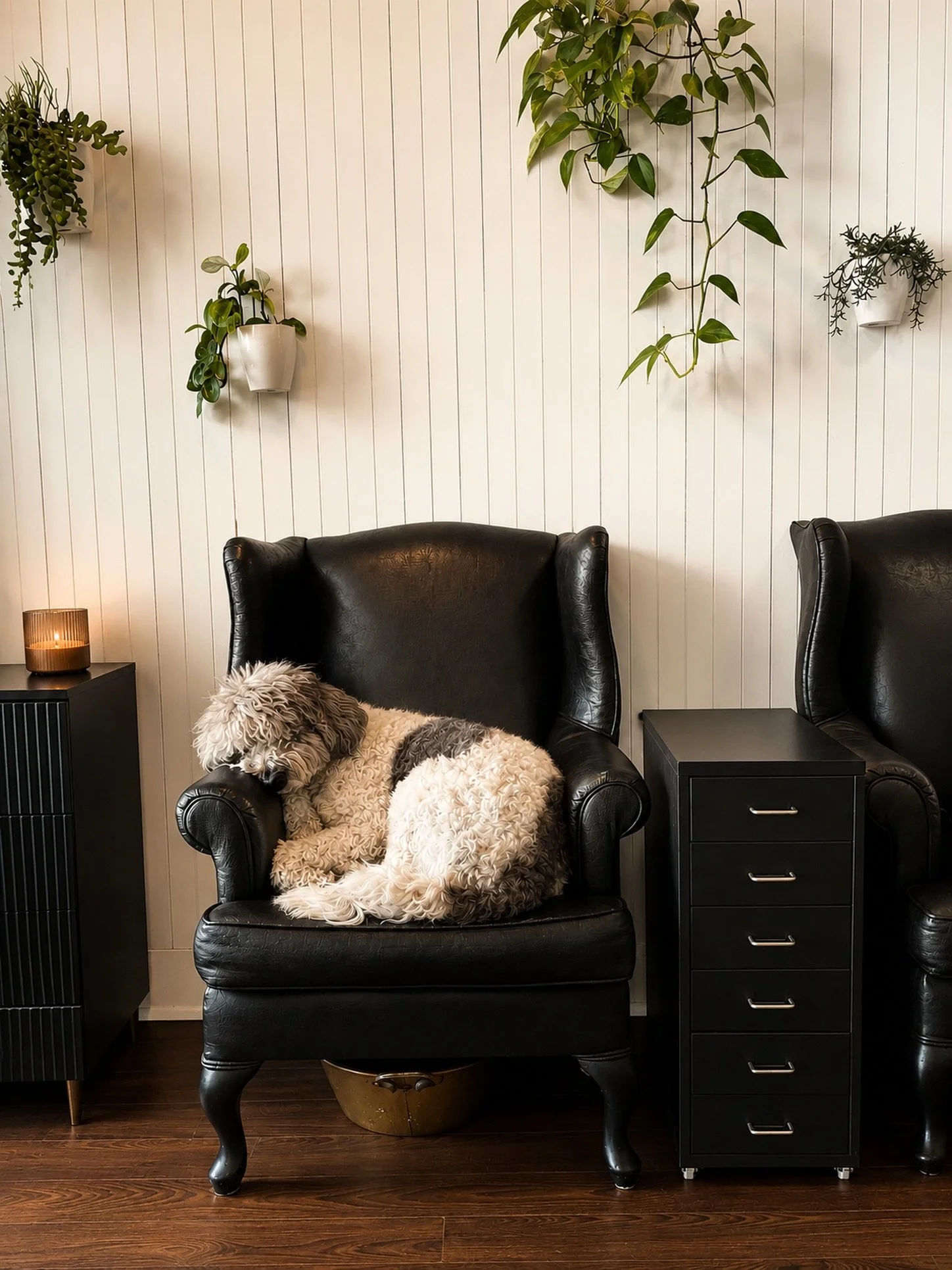 Sleeping Beauty 

#sheepadoodle #dogsalon #zara #sal&oacute;nlife
