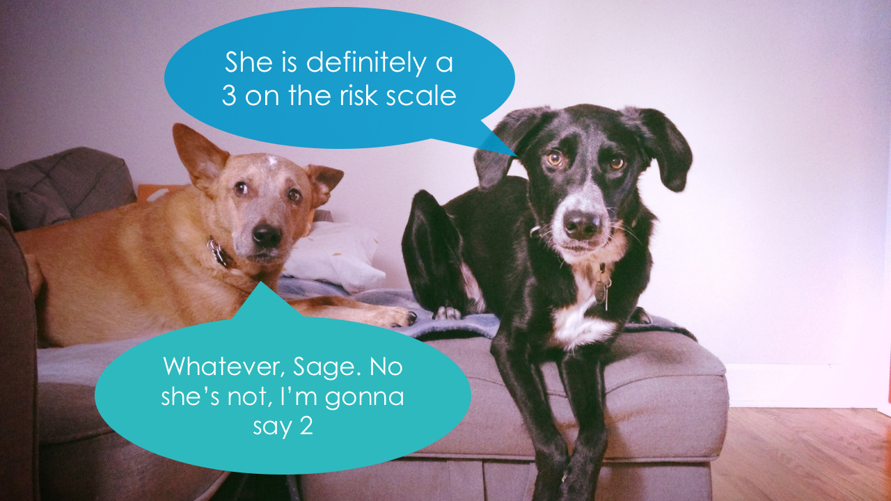 Biscuit, left. Sage, right. LOOK AT THEIR FACES! ERMAHGERD.