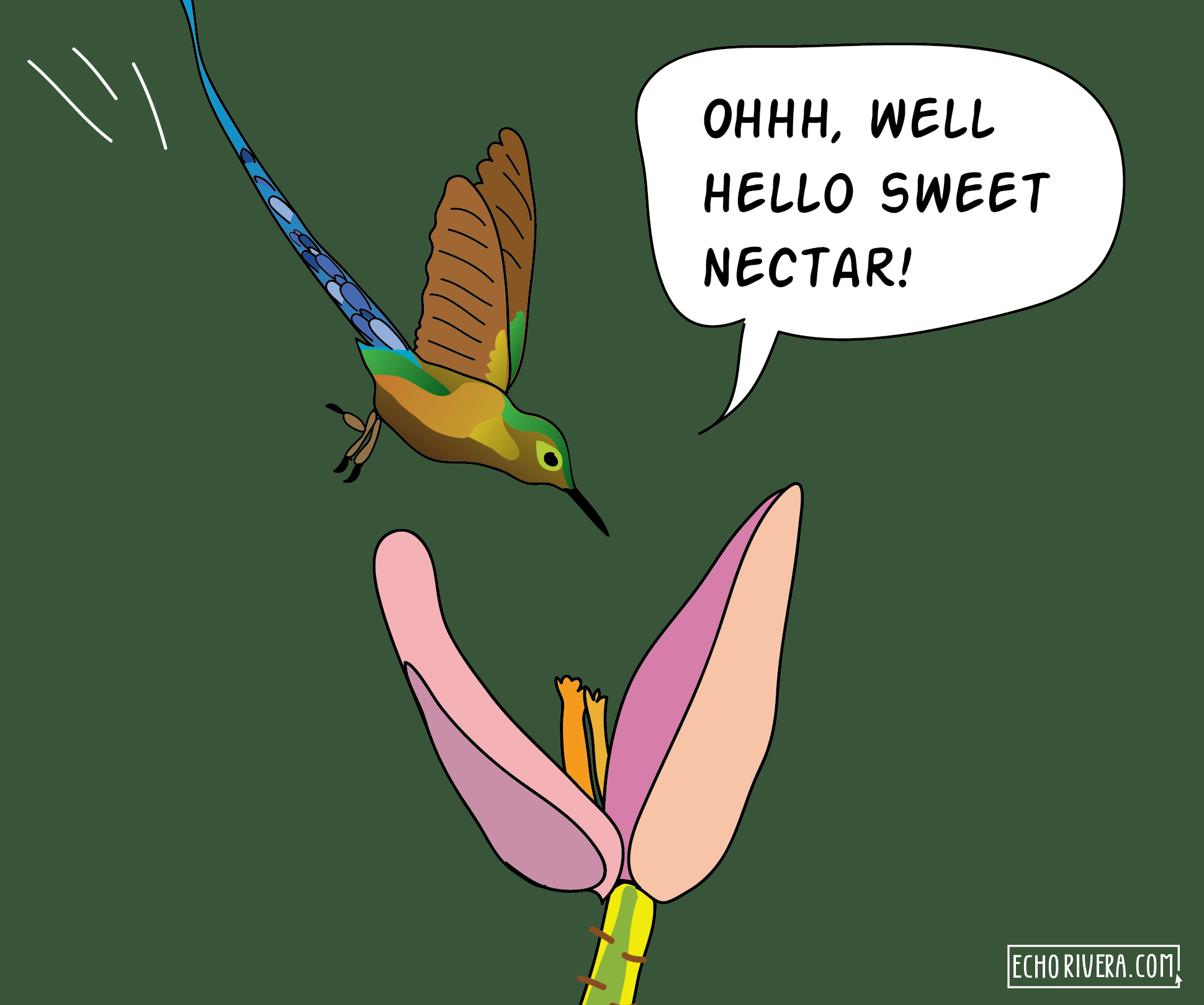SwordBillHummingbird-EchoRivera-Presenter_01.png