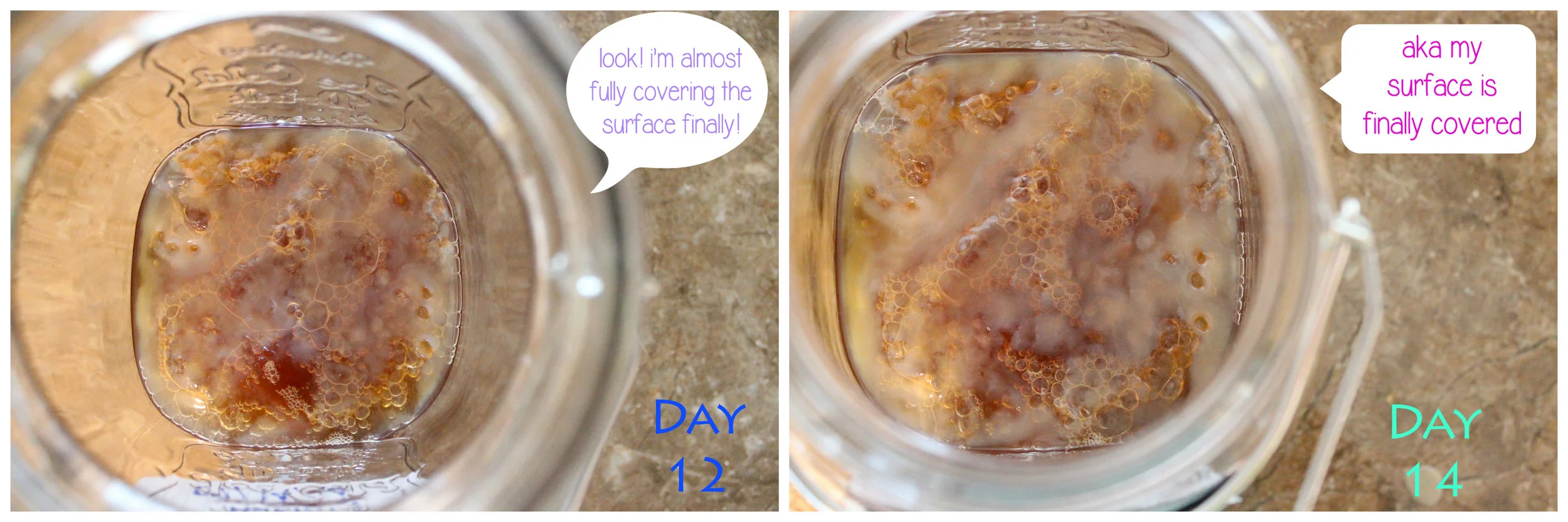 SCOBY - Day 12 and 14.jpg