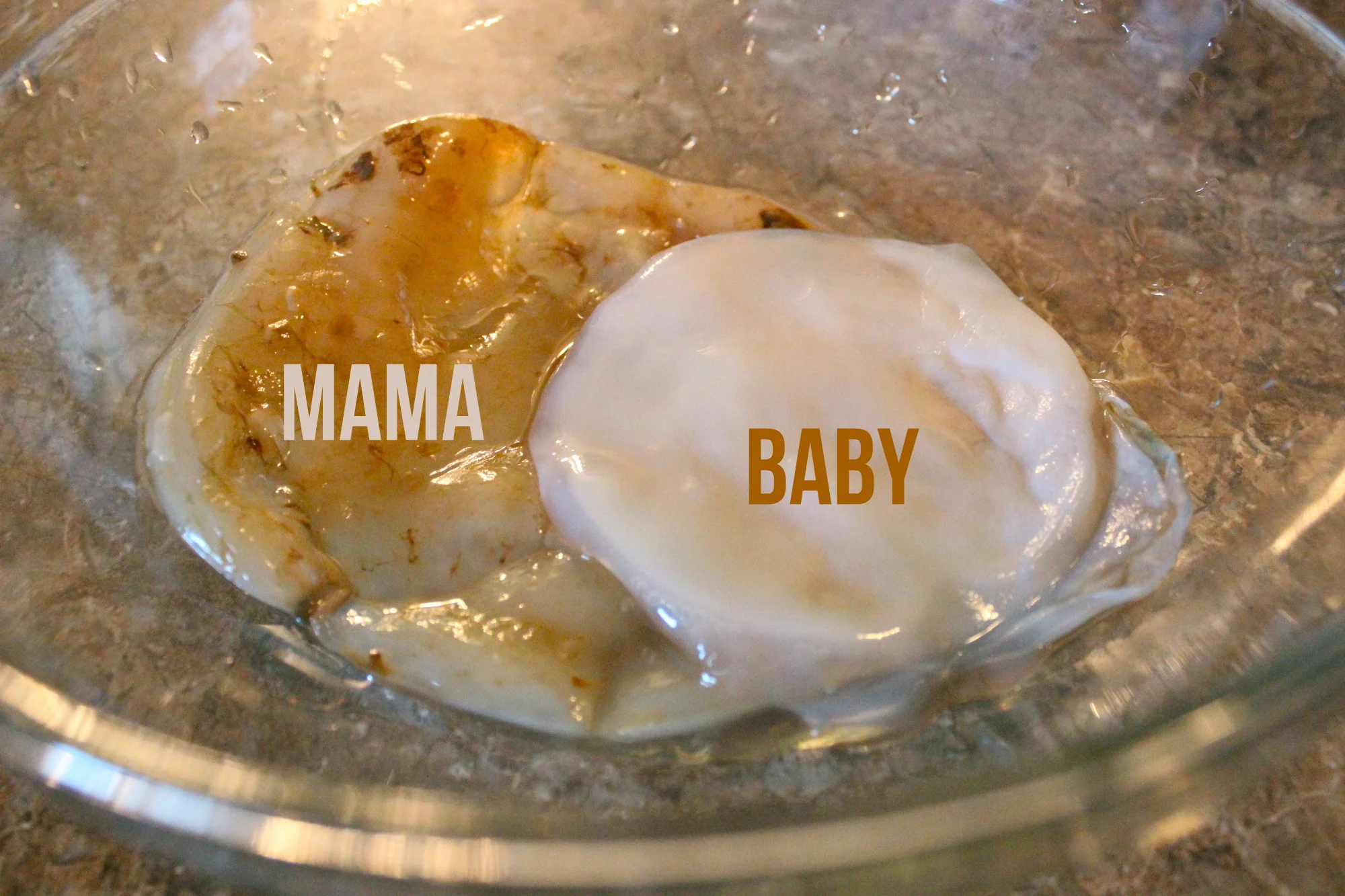 tips from a vegan mom.jpg