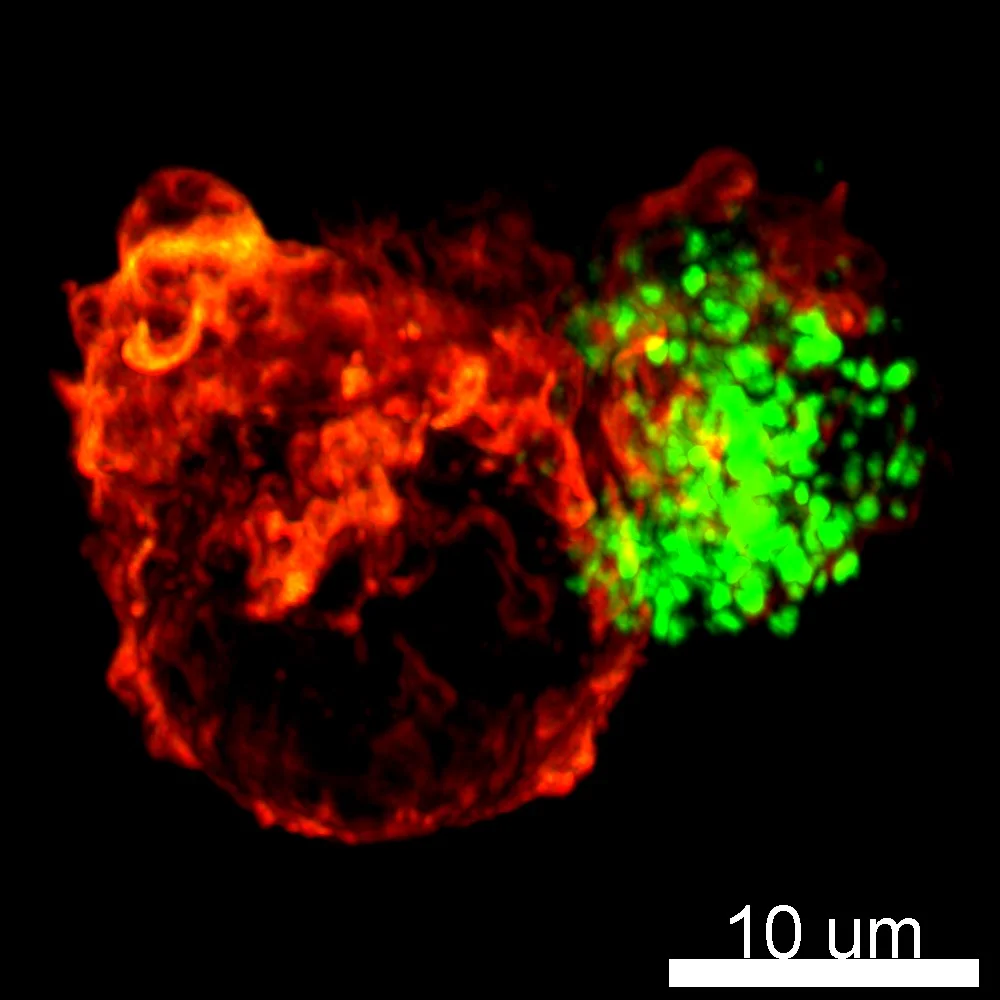 RvD1-stimulated macrophage (LifeAct-RFP, red) engulfing a necroptotic cell (PKH67, green).
