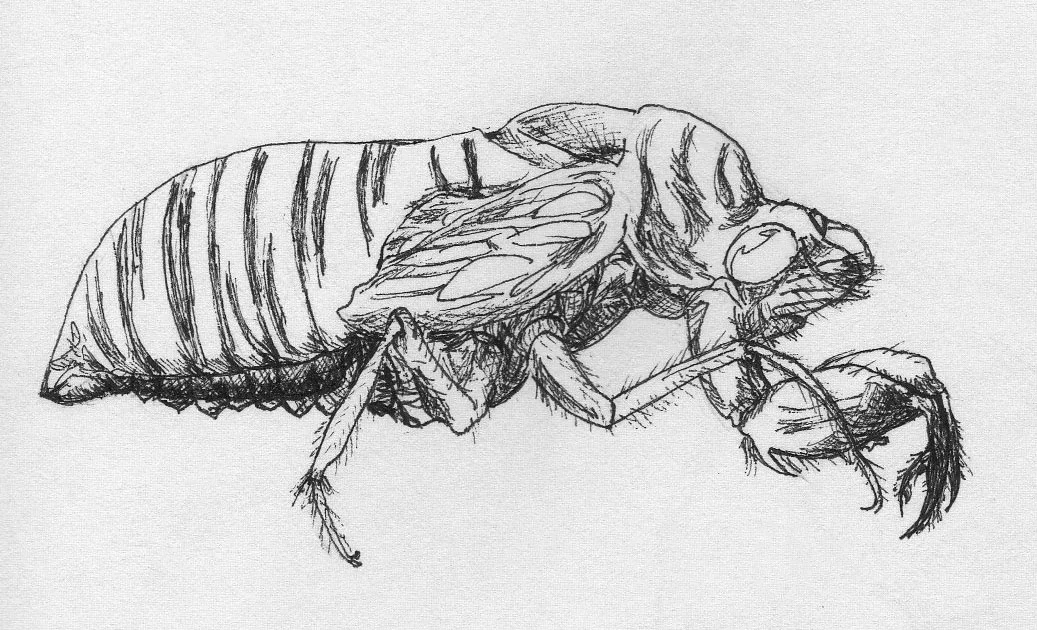 cicada.jpg