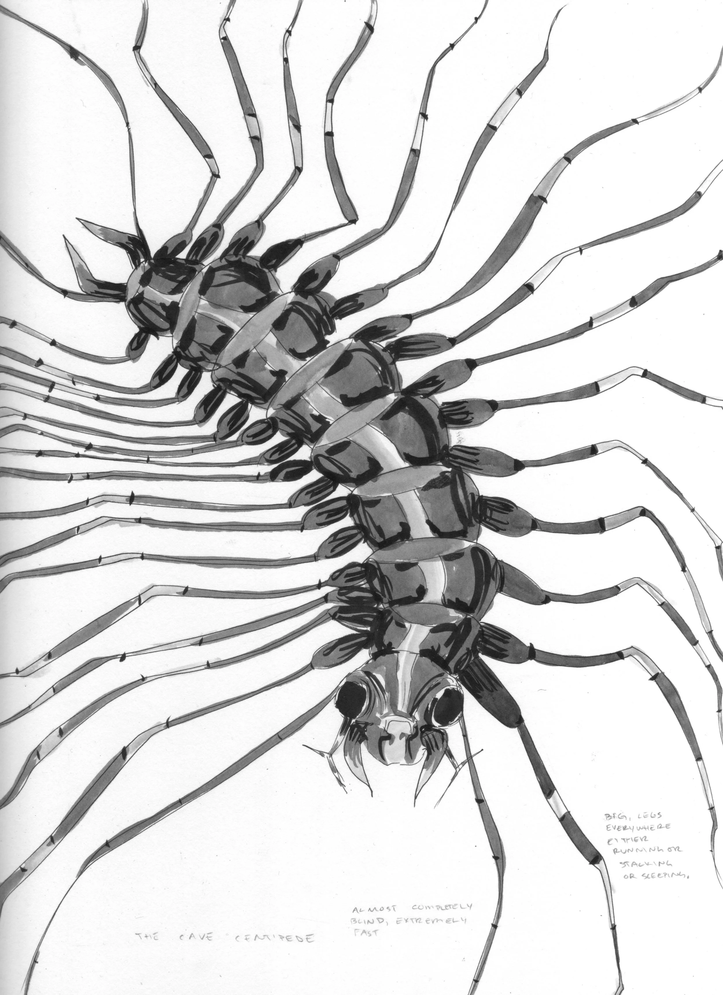 Cave Centipede.jpeg