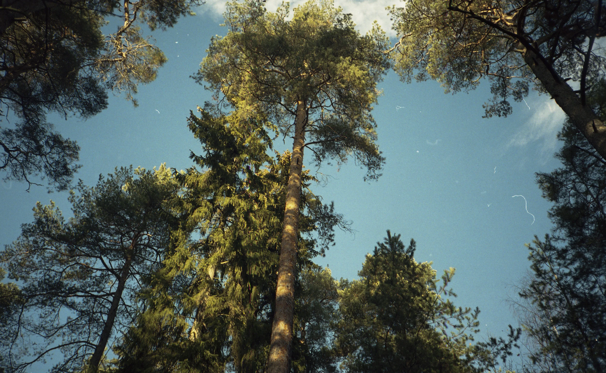 Mirawickman_portfolio_0023.jpg