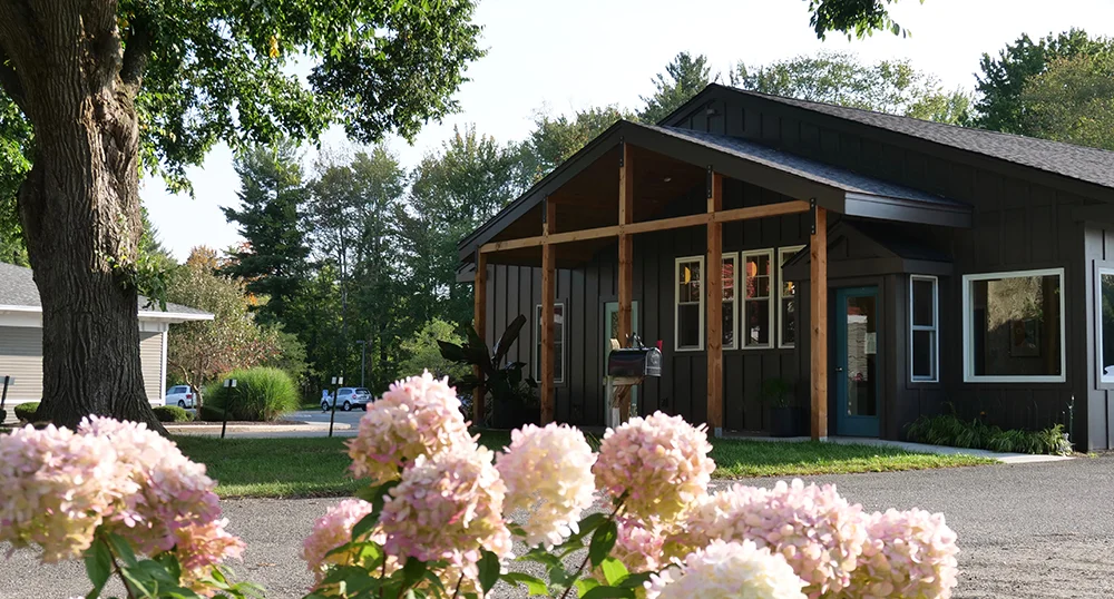 british shorthair longhair