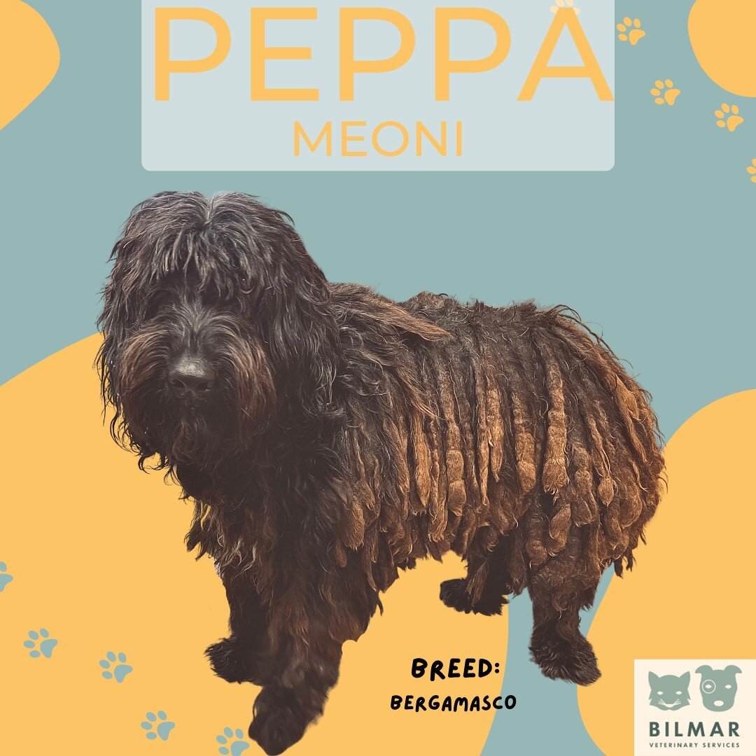 &quot;Beneath the one-of-a-kind coat is a large, muscular shepherd dog of ancient pedigree. But, since the coat is the breed's hallmark, let's take a close look. The Bergamasco Sheepdog has hair of three different textures that form naturally occurri