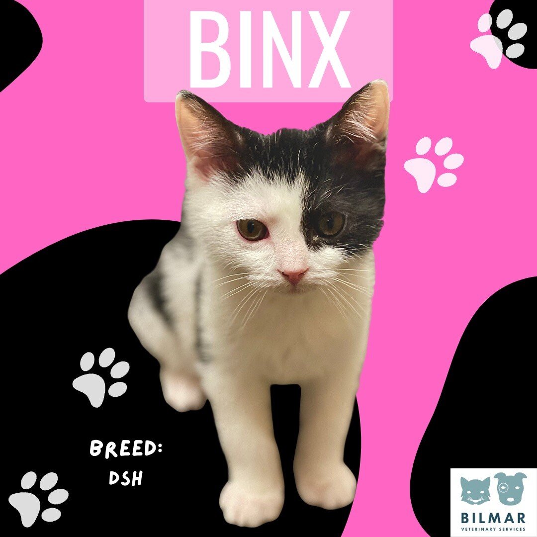 Happy Thursday from Binx! 
She is 4 months old and we were so happy to meet her yesterday. It is amazing to be able to watch the babies grow with each visit! 💕