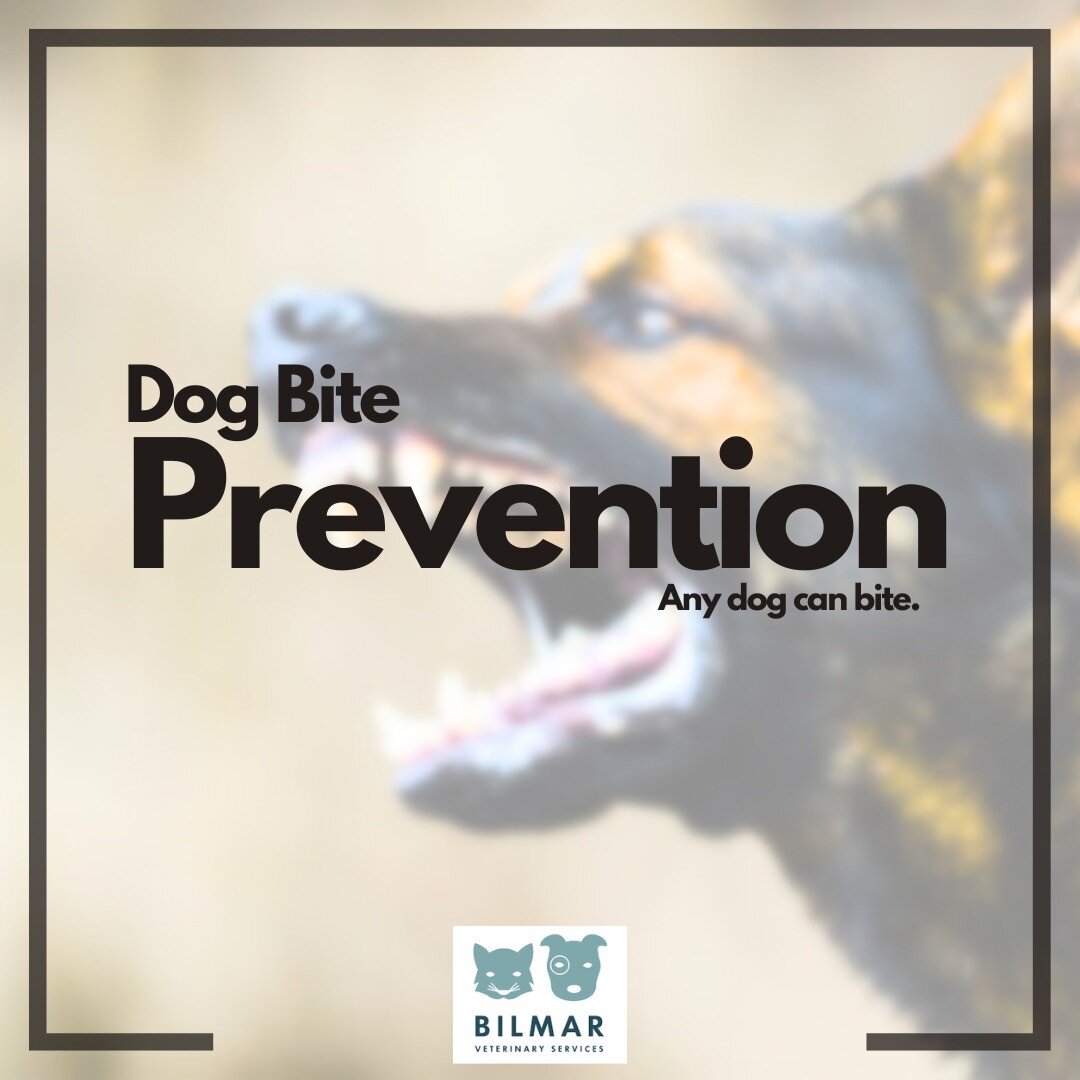 ANY DOG CAN BITE

Here are some recommendations and facts on how to avoid common situations that increase the chances of a dog bite to humans or other animals. Always evaluate the situation.

Signals given: Most dogs will show subtle signs that they 
