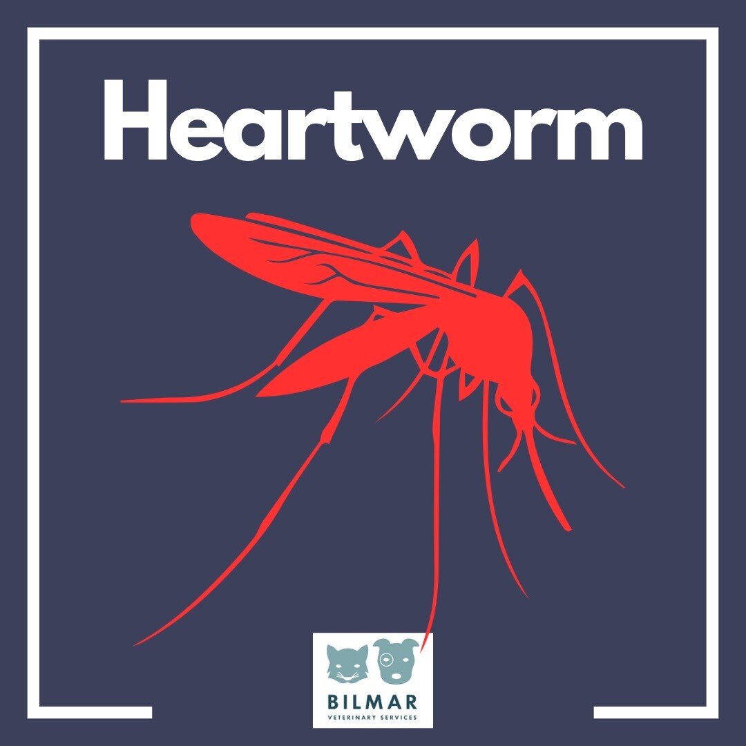 💔Heartworm (Dirofilaria immitis) is a large worm - up to 14 inches long - that lives in the heart and pulmonary arteries of an infected dog. 💔Dogs can become infected through the bite of an infected mosquito carrying larval heartworms. Consistent w