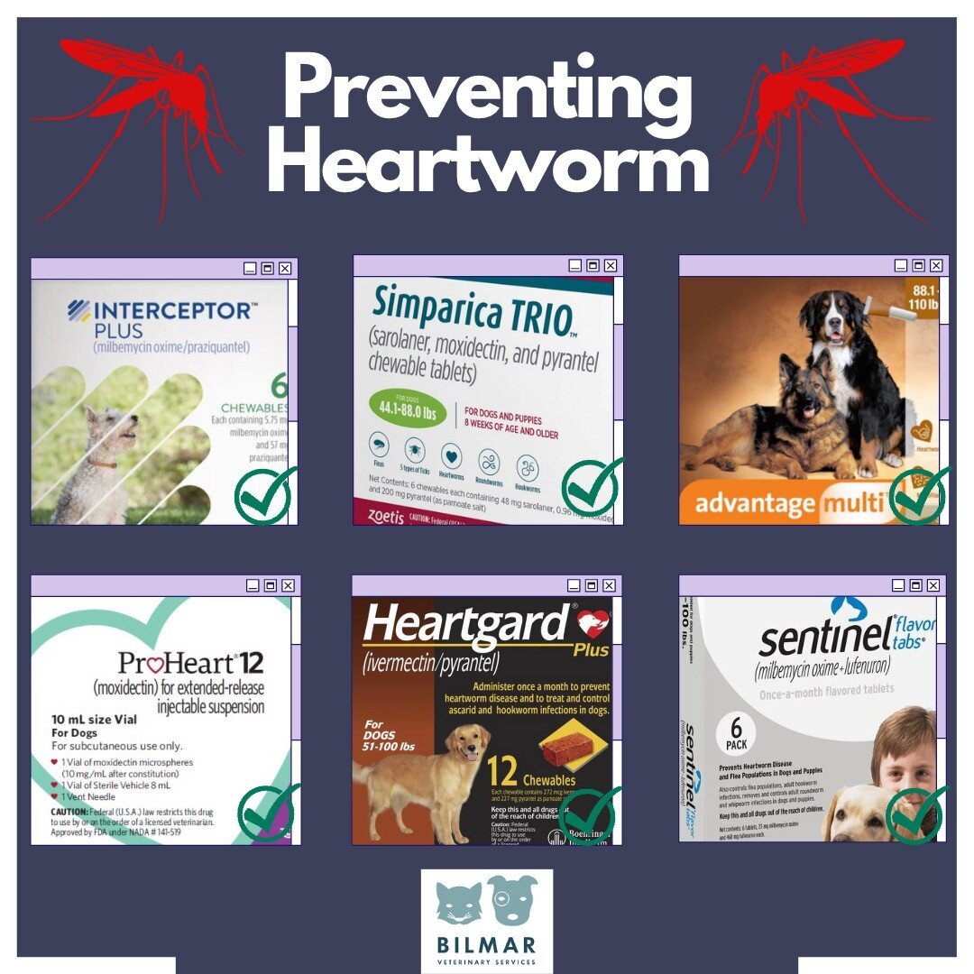 Recap: Dogs can get heartworm from the bite of an infected mosquito. We are finding an increase of dogs, specifically ones coming from the South, with Heartworm. A chewable or topical treatment used once per month, ideally all year round, can prevent