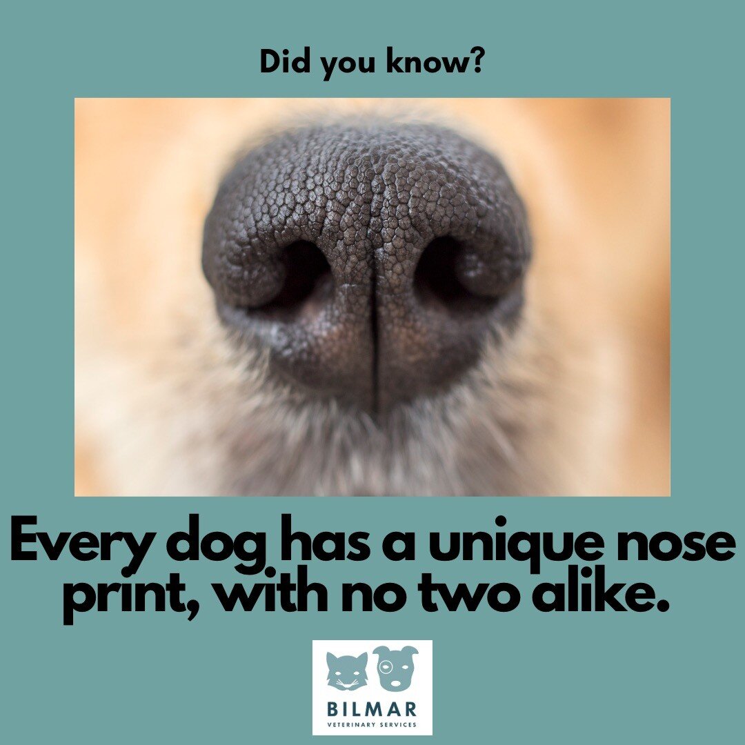 How many nose boops do you give per day? 🦴