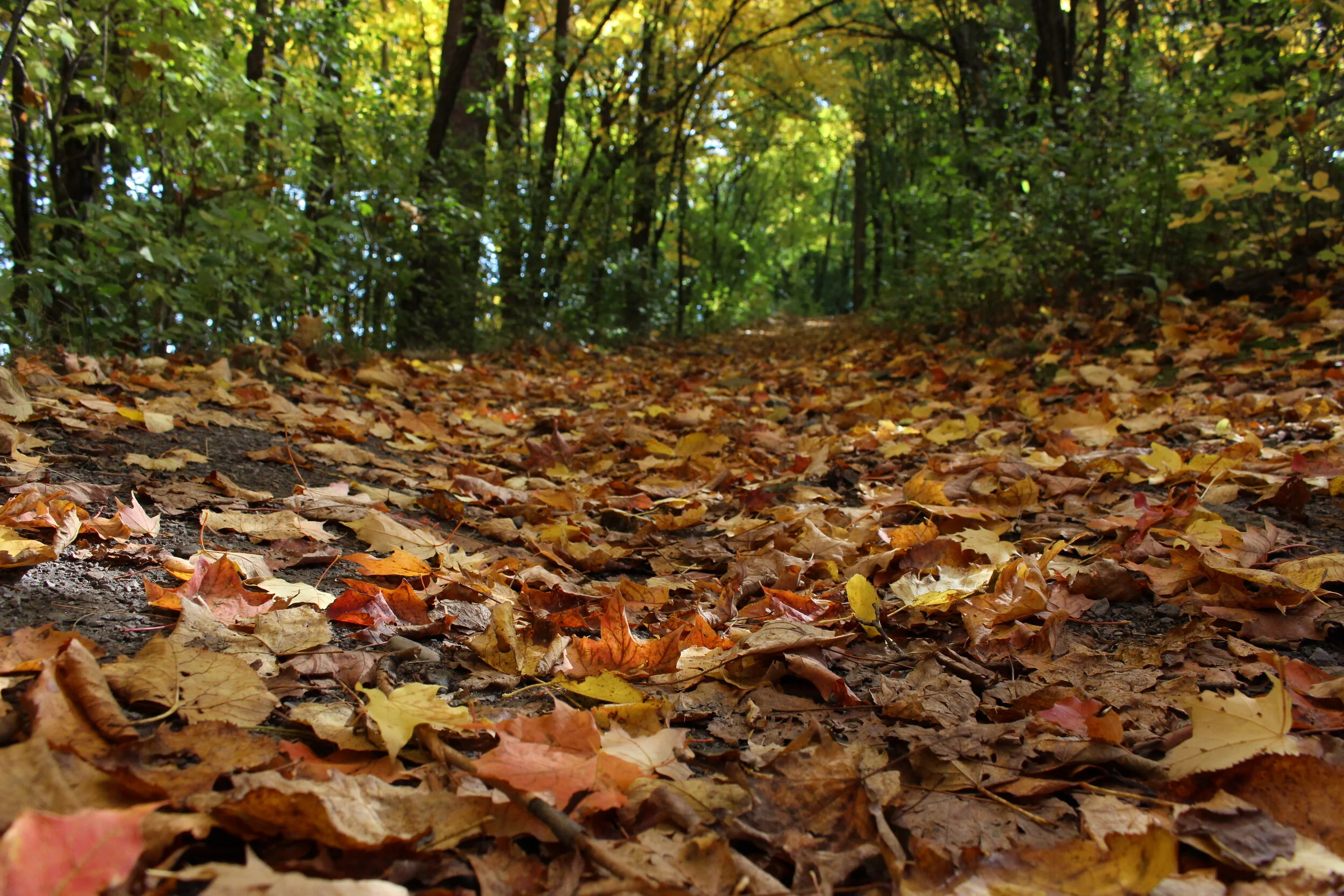 leaves-on-path.JPG