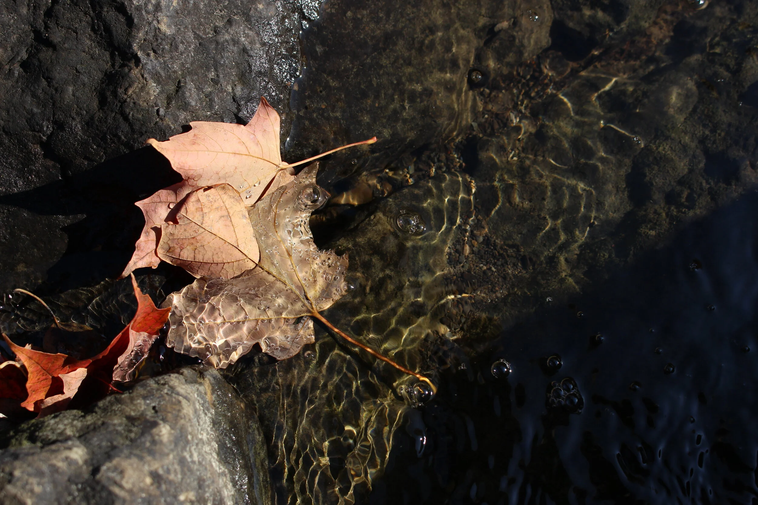 leaves-water.JPG