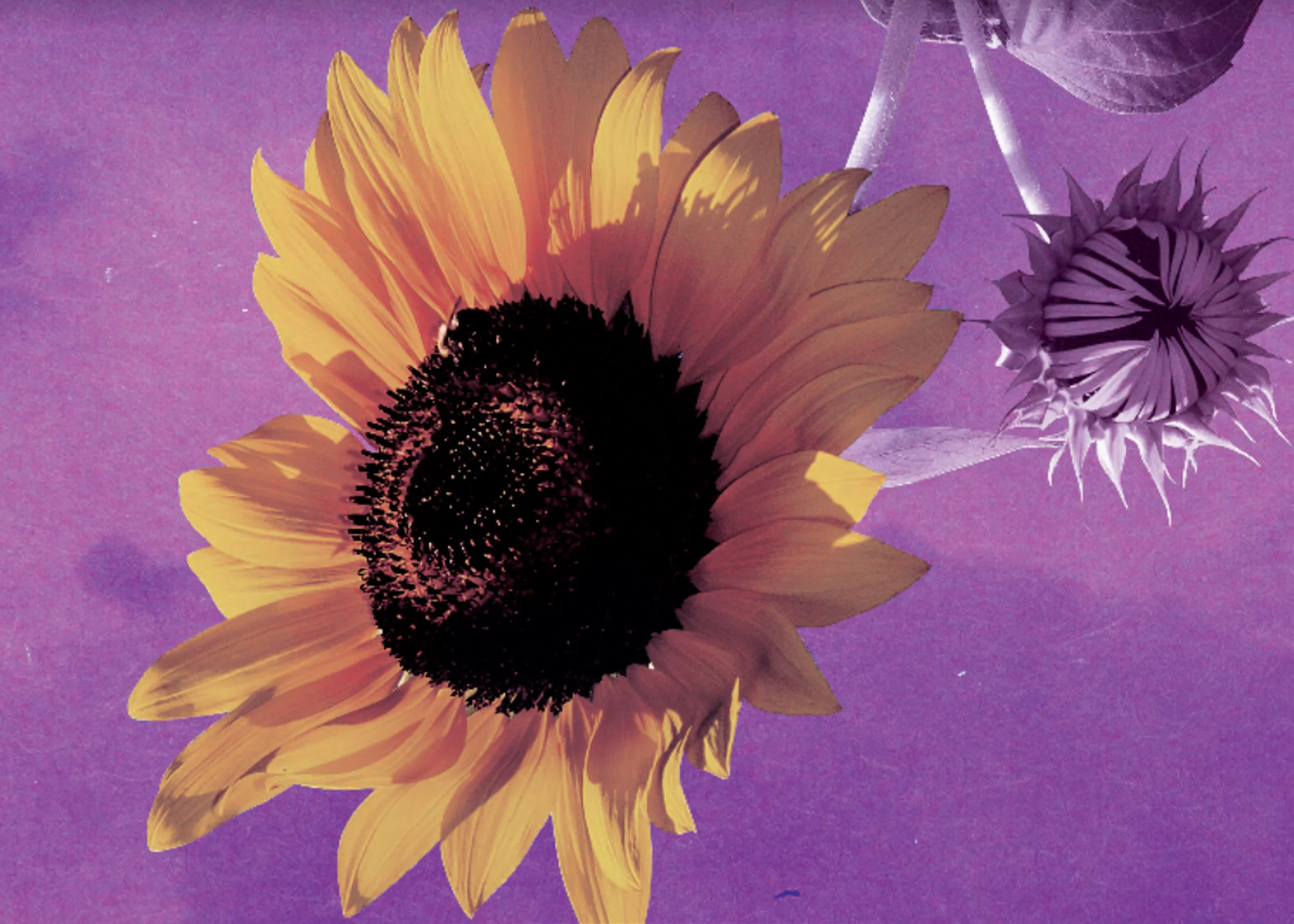 The Color Purple