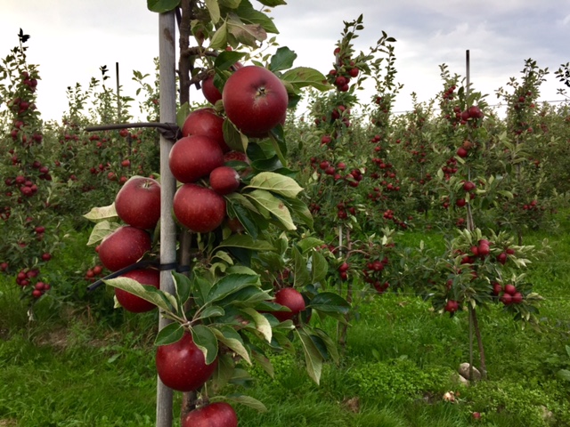 Apples all over the island