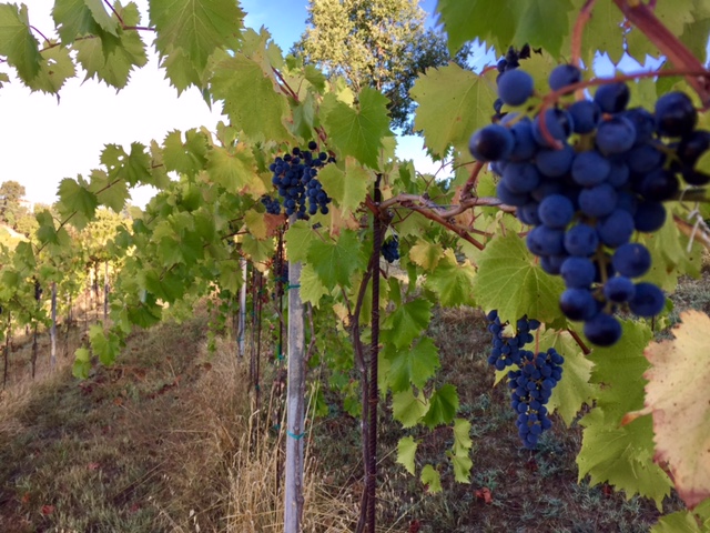 Grapes ready for harvest