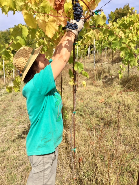 Harvesting grapes in Piedmont