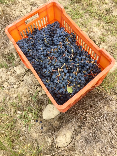 Grapes waiting to be turned into wine