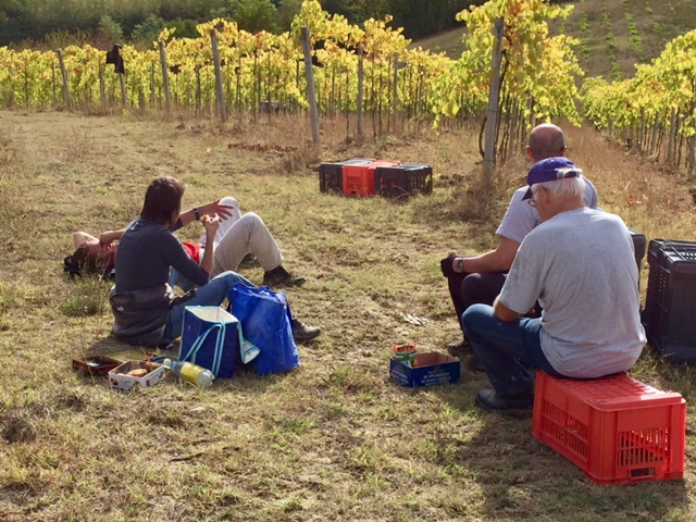 Break time during the grape harvest