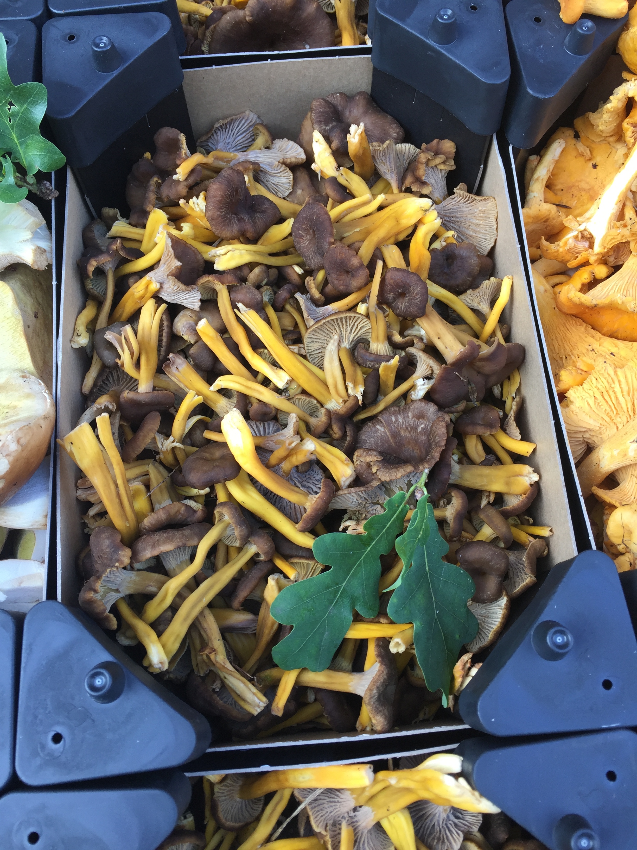 Mushrooms at a market in Copenhagen 