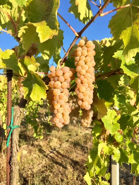 Top 10 Lessons from the Vineyard